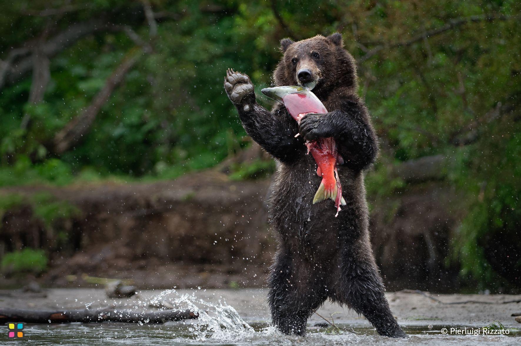 An exuberant bear waves a friendly hello, inviting the viewer to celebrate his hunting success and join him in a delicious salmon feast.
Photographer: Pierluigi Rizzato   Location: Italy