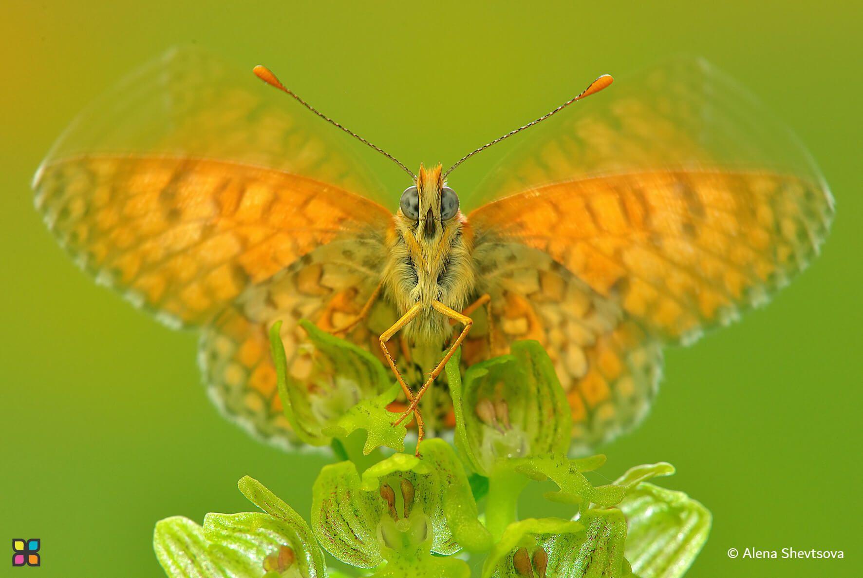 The Wings of Hope