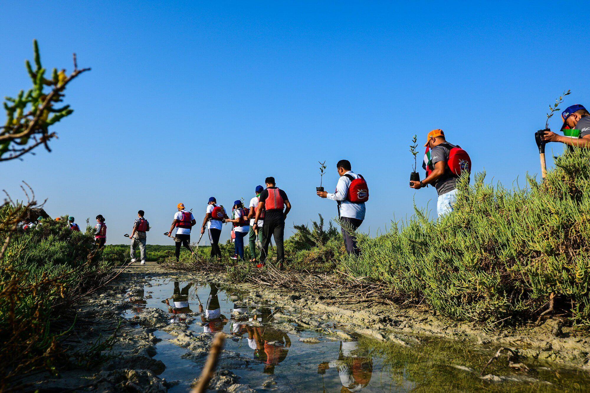 عام أشجار القرم
