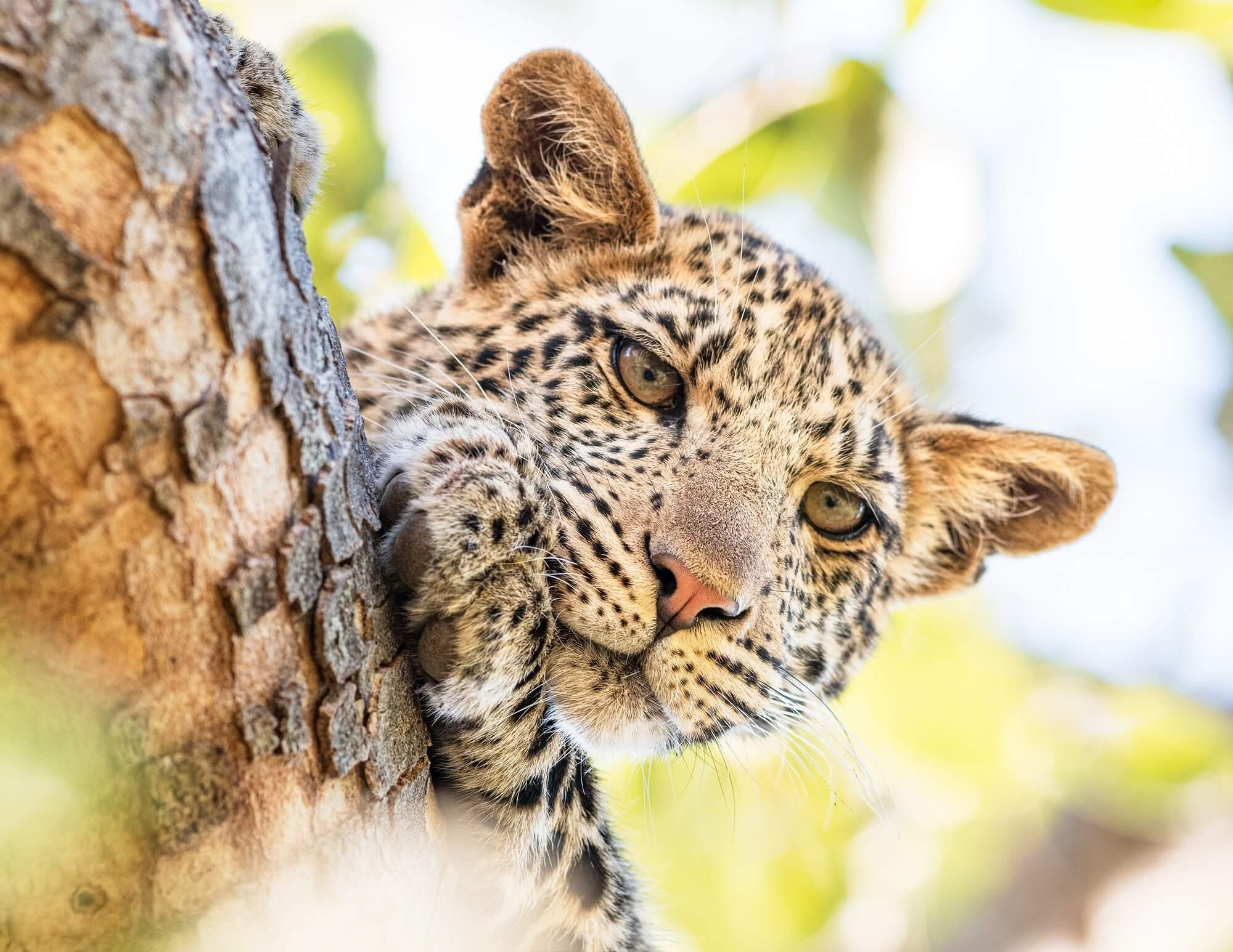 إطلالة على الحياة البرّية