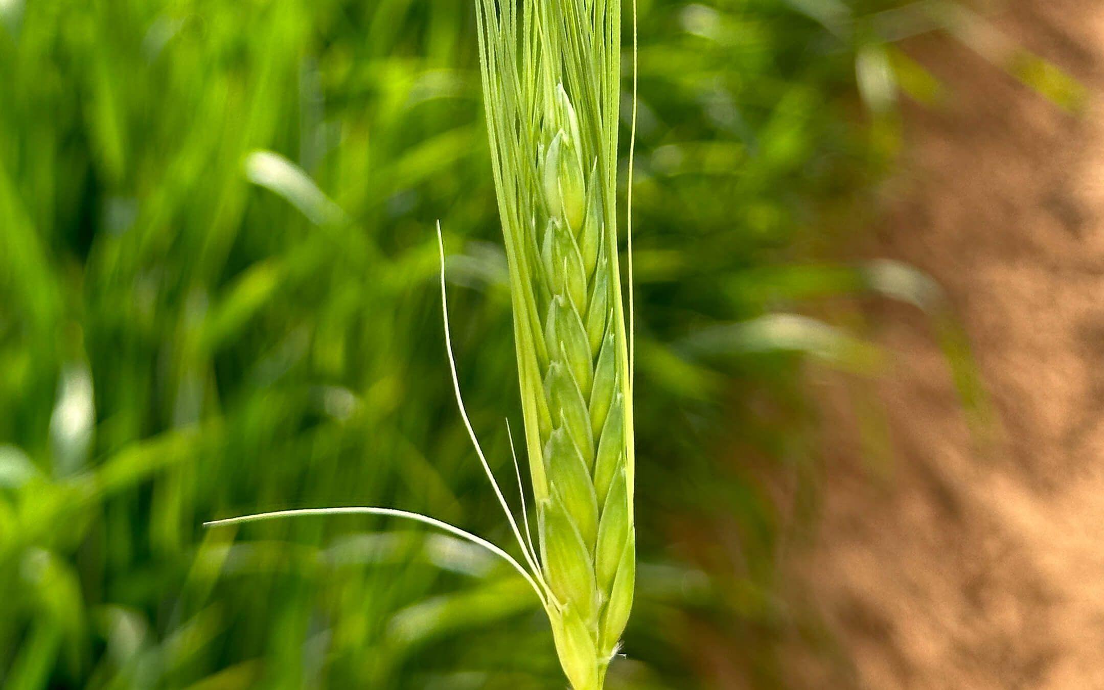 المزارع العضوية هي المستقبل في الحد من التغييرات المناخية 
المصدر: سعيد الرميثي