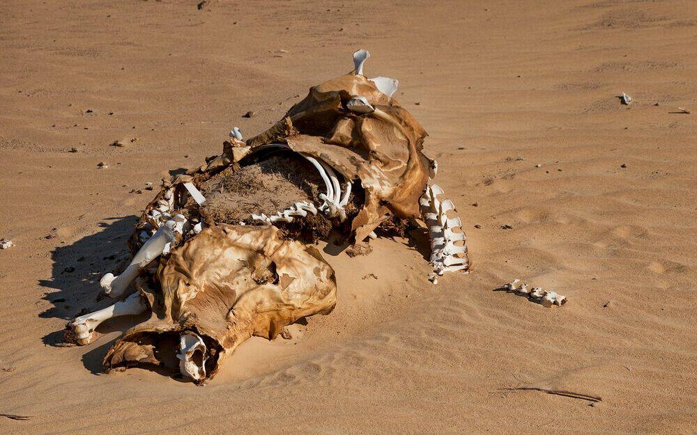 ندرة المياه وهي تفتك بأجساد الحيوانات 
المصدر: سما الشيبي