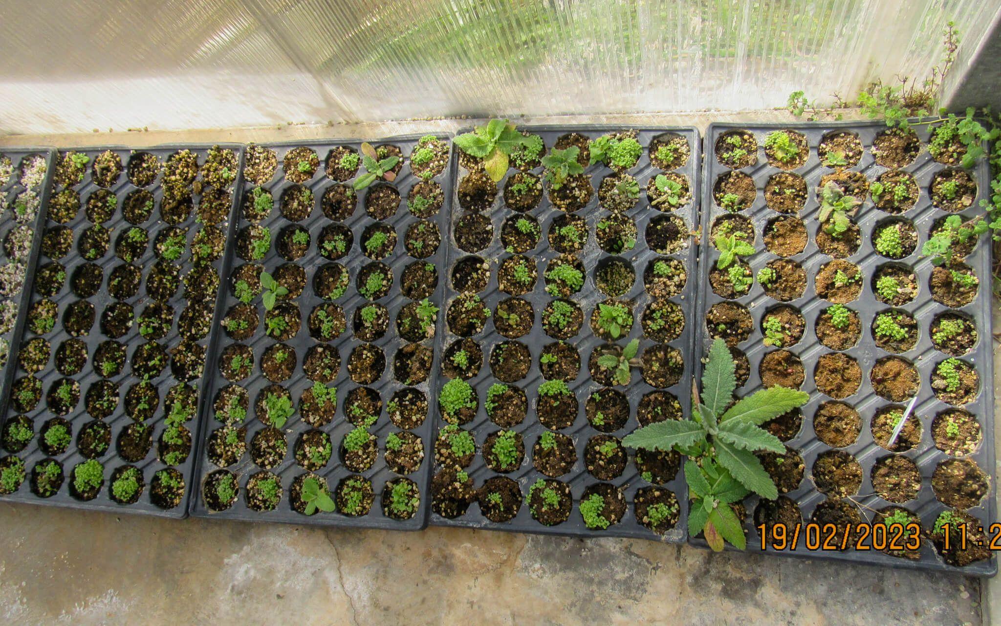 البتموس وعملية التشتيل واحده من الأنشطة الرئيسية لجمعية الدخينات 
المصدر: إلهام العبادي