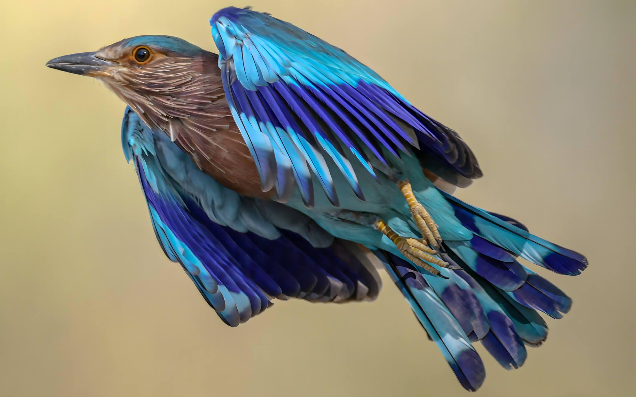 طائر الشقراق الهندي وهو نوع من الطيور يتبع جنس الشقراق من فصيلة الشقراقية
تصوير: عبد الله الحتاوي