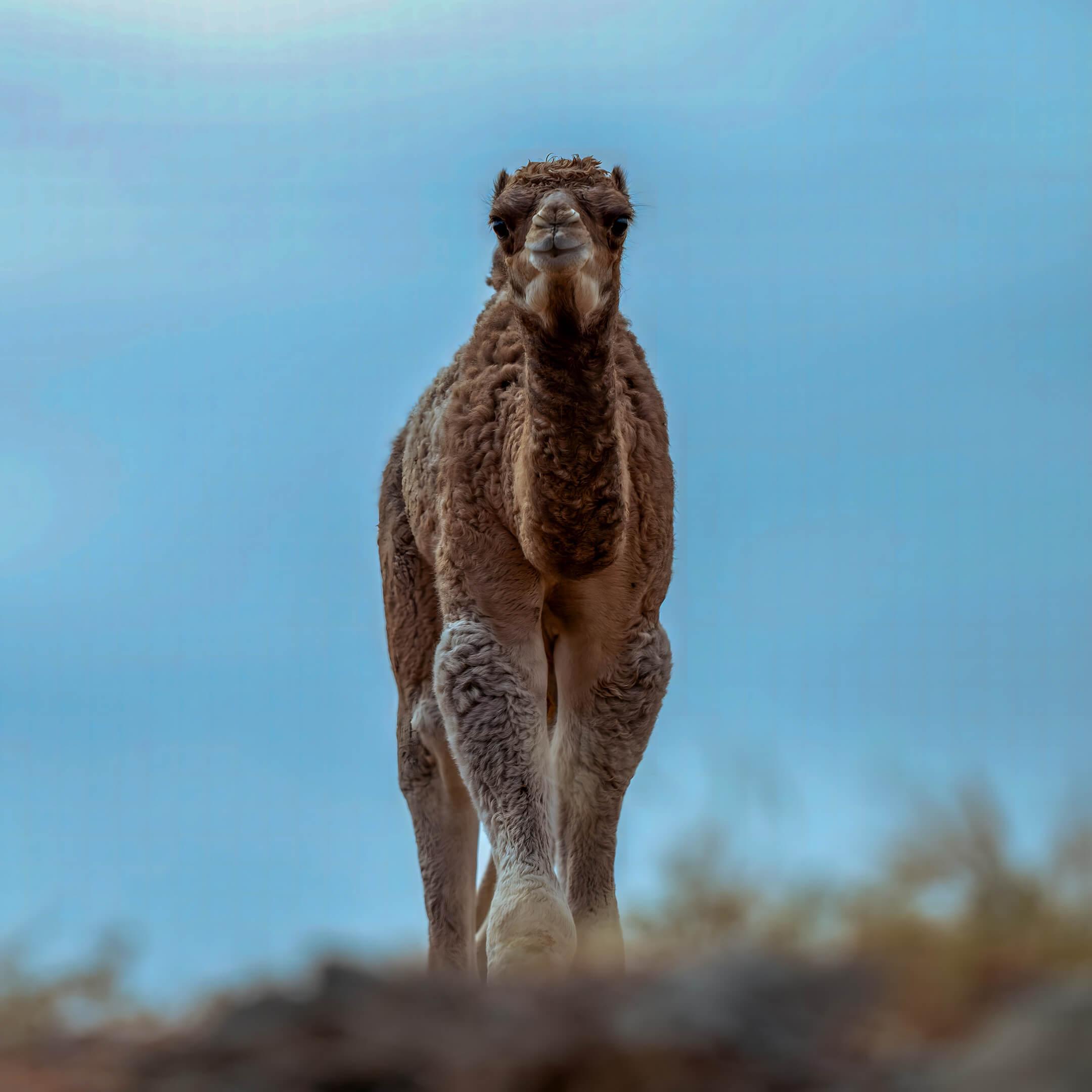 الجمل العربي ولا يُعرف على وجه التحديد الموطن الأصلي للجمل العربي البرّي ولكن يُحتمل بأن يكون شبه الجزيرة العربية
تصوير: عبد الله الحتاوي