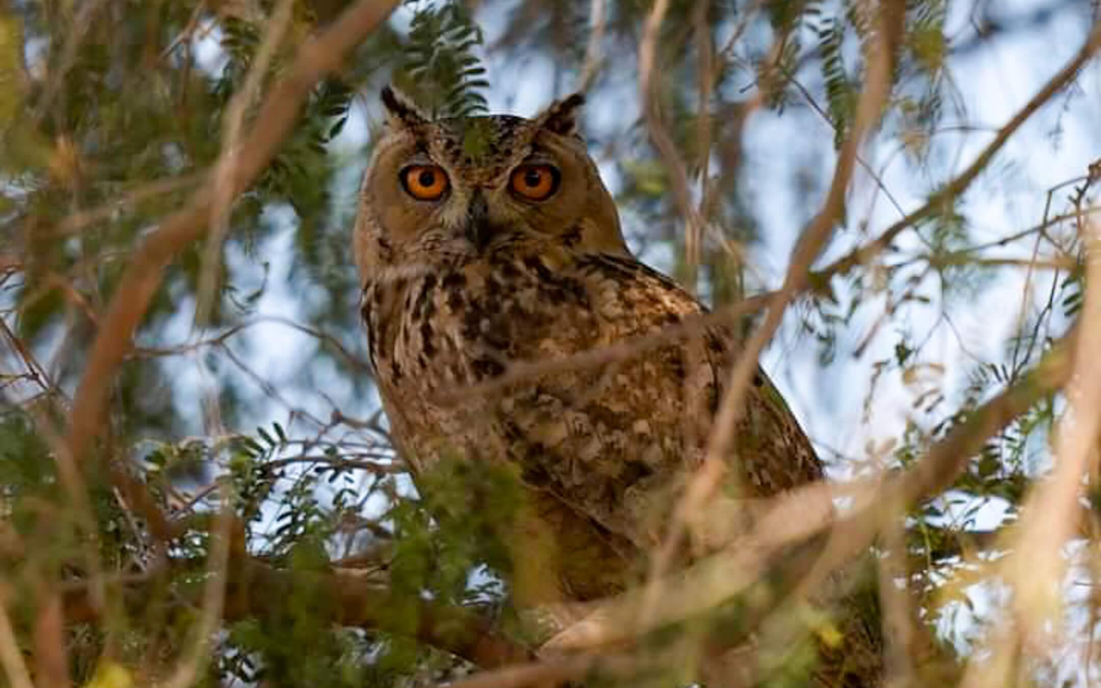 البومة النسرية وهي تعيش في مناطق الصحراء الجافة، وتتميز بريشها الناعم ووجهها المستدير الذي يحمل عينين كبيرتين وتمتاز باللون الأصفر الجذاب
تصوير: عبد الله الحتاوي