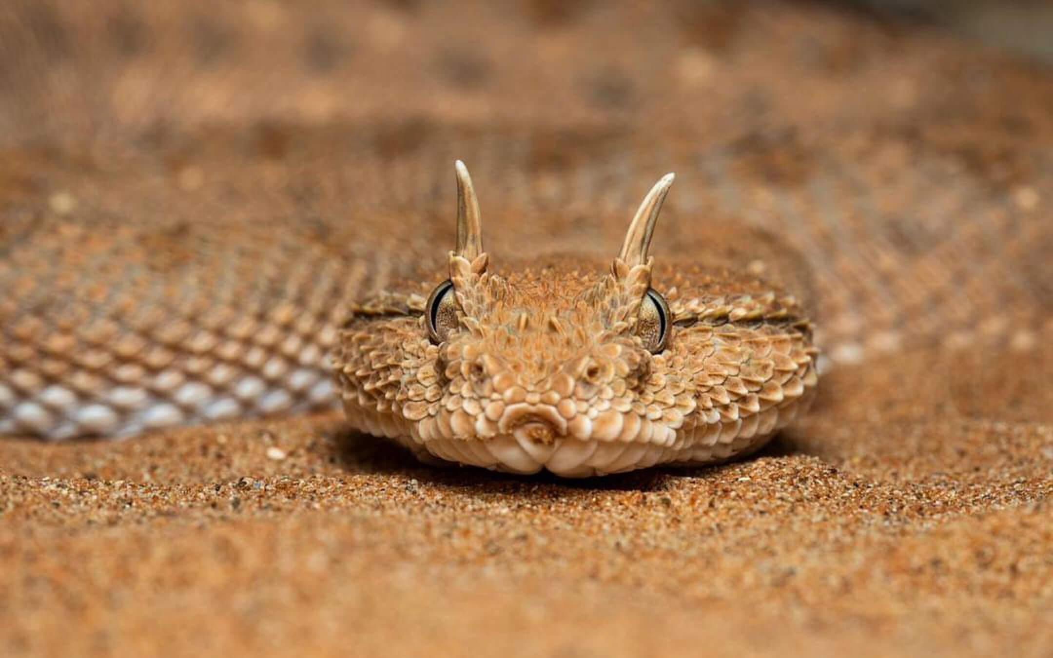 الأفعى القرناء ويبلغ طولها حوالي ٦۰ - ۸۰  سم تقريبًا ويمكنها من خلال التحرك الجانبي السريع حفر جحرًا لنفسها في الرمال
تصوير: عبد الله الحتاوي