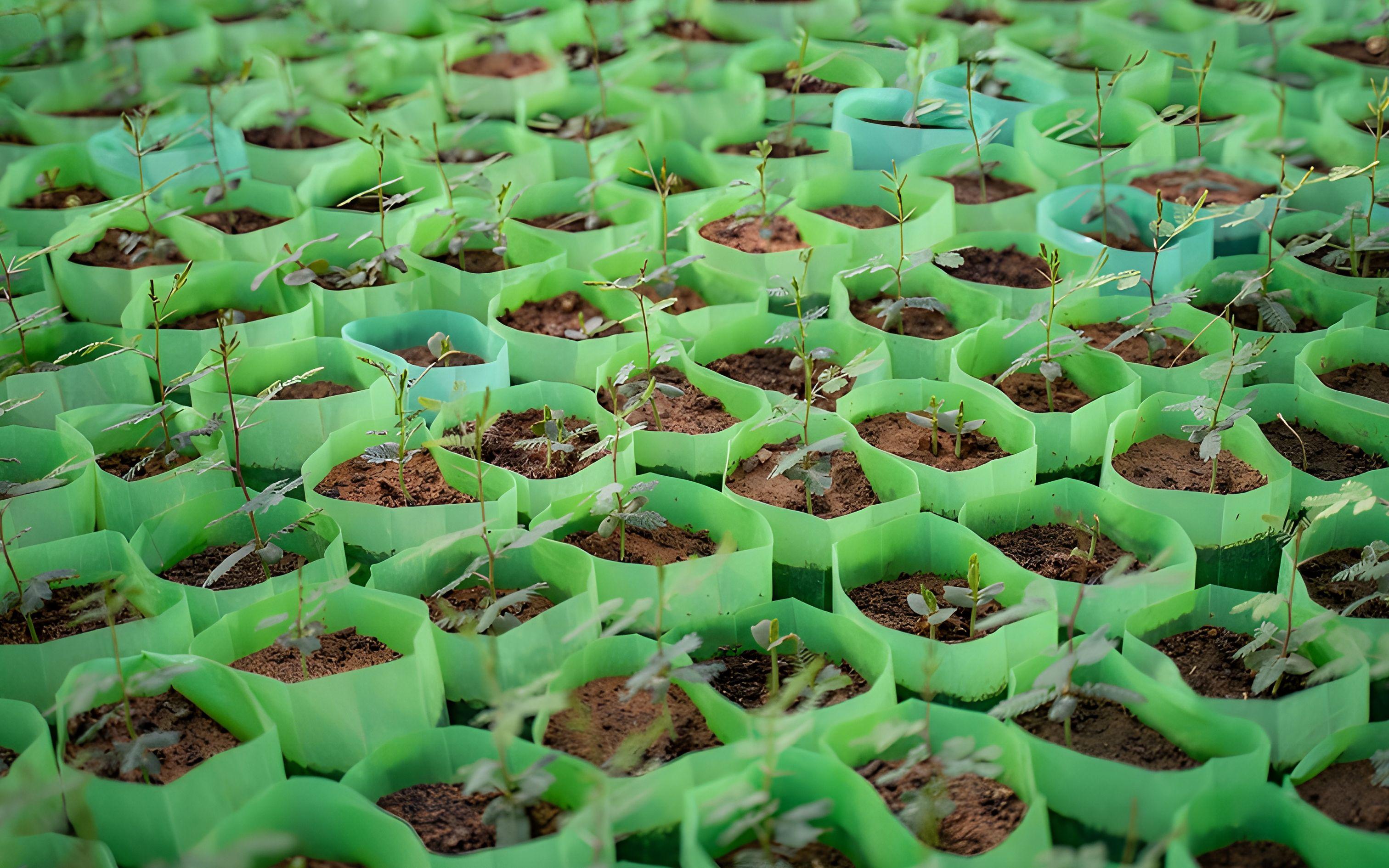 تنمو الشتلات في مشتل للأشجار داخل منتزه ثادق الوطني في وسط السعودية، حيث تضمنت جهود إعادة التشجير زراعة ۲٥۰۰۰۰ شجرة
تصوير: دانكين مور