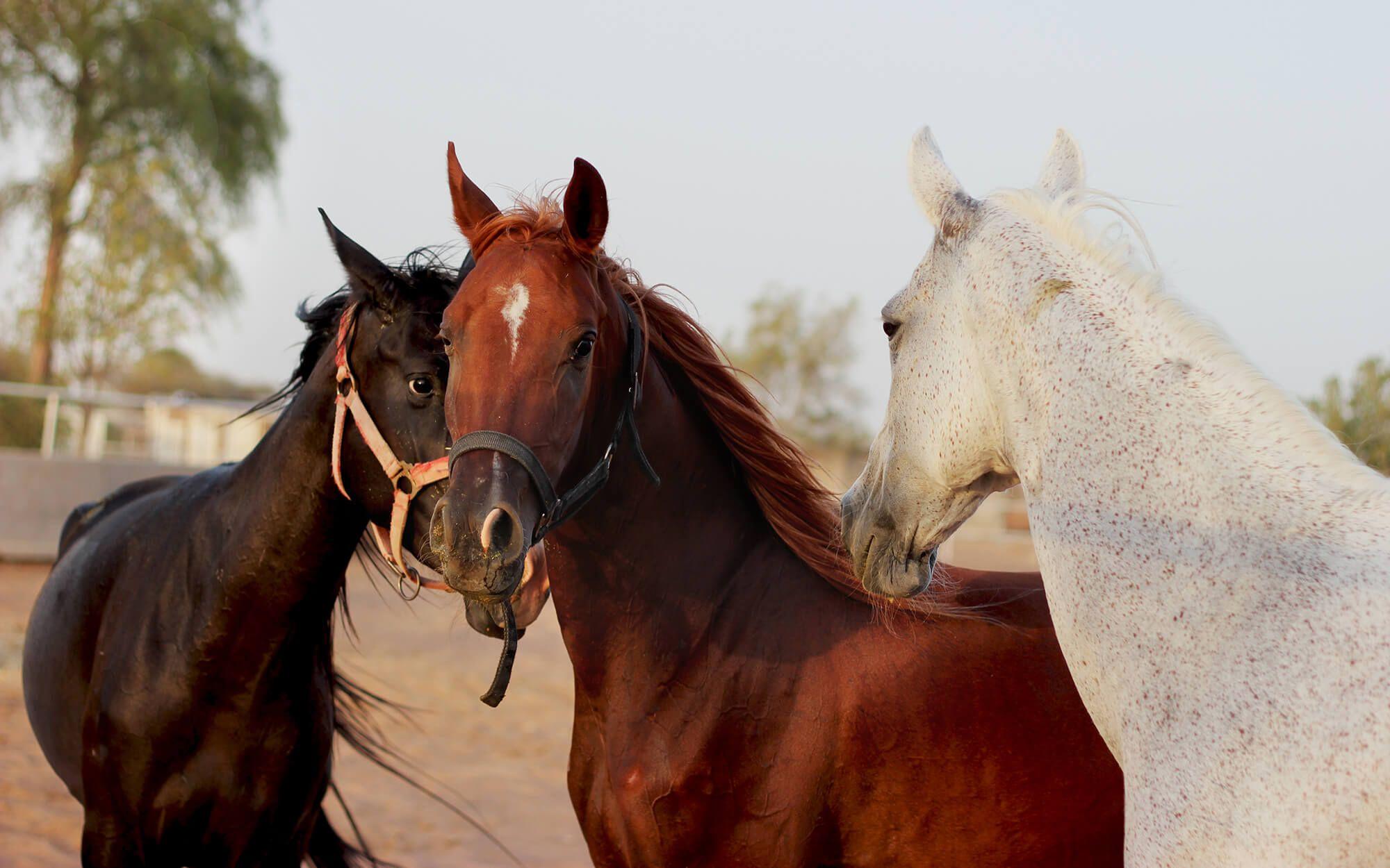 المصدر: ذا كلايمت ترايب