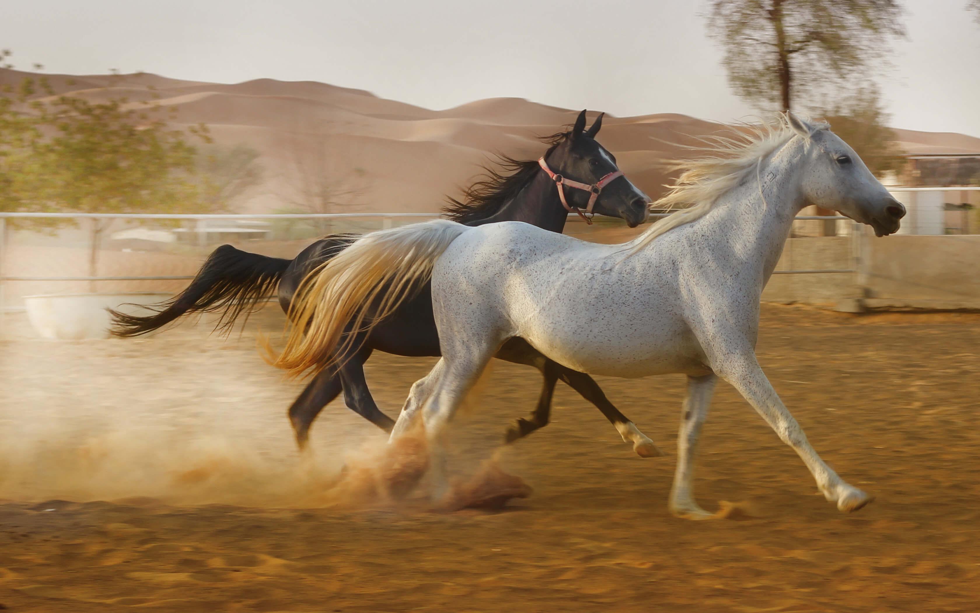 مجموعة من الخيول الأصلية وهي تعدو بحرية في ساحة رملية 
المصدر: ذا كلايمت ترايب