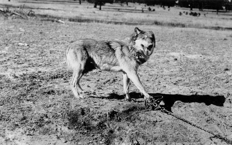 Historical photo from the early 1900s of one of the last Mexican wolves trapped in the wild by government trappers. 
Photo: USDA Wildlife Services.