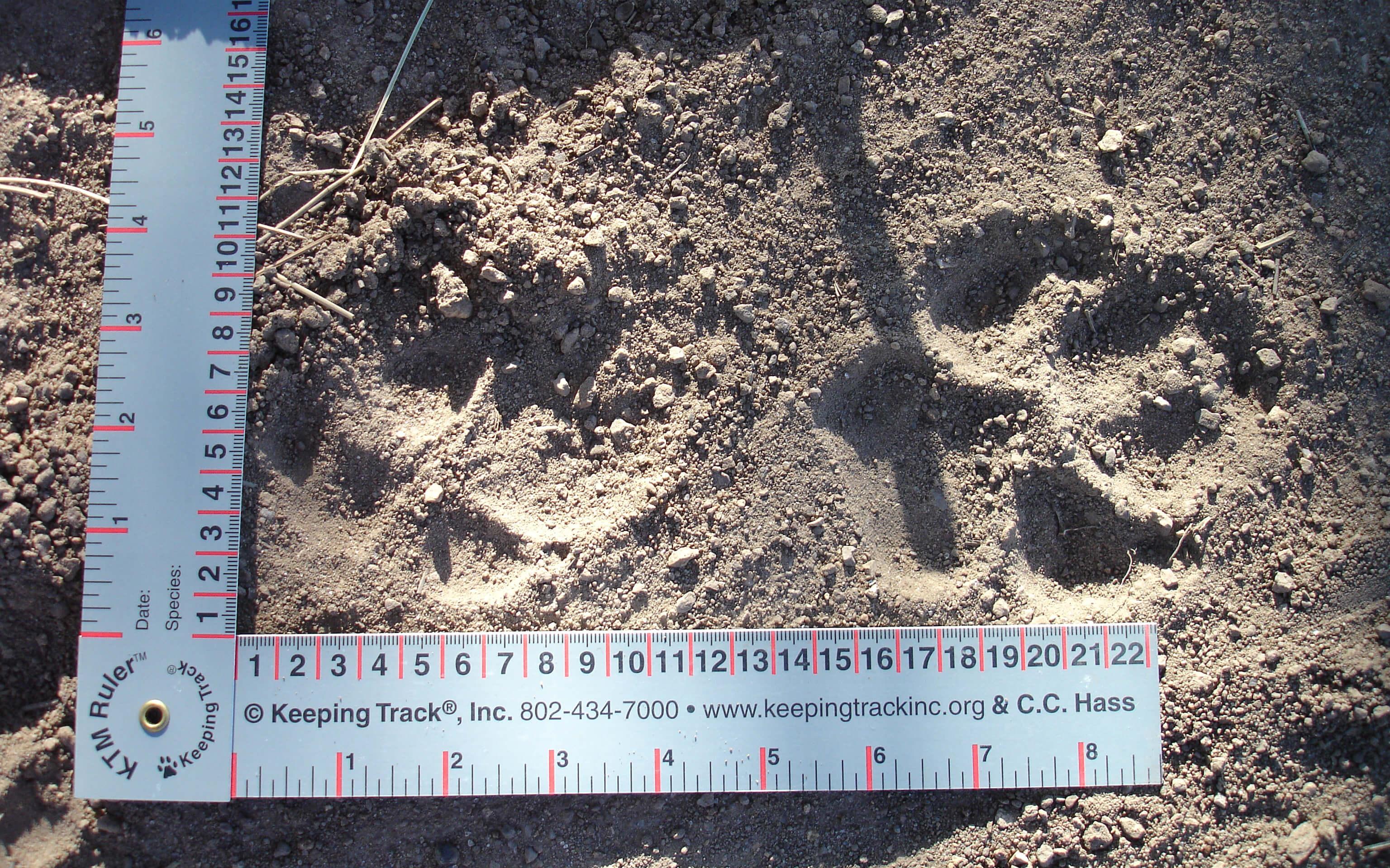 Fresh wild Mexican Wolf tracks in Gila National Forest, New Mexico. The wolf passed by Dave’s tent in the night, roaming only about 50 feet away from where he was sleeping. 
Photo: Dave Parsons