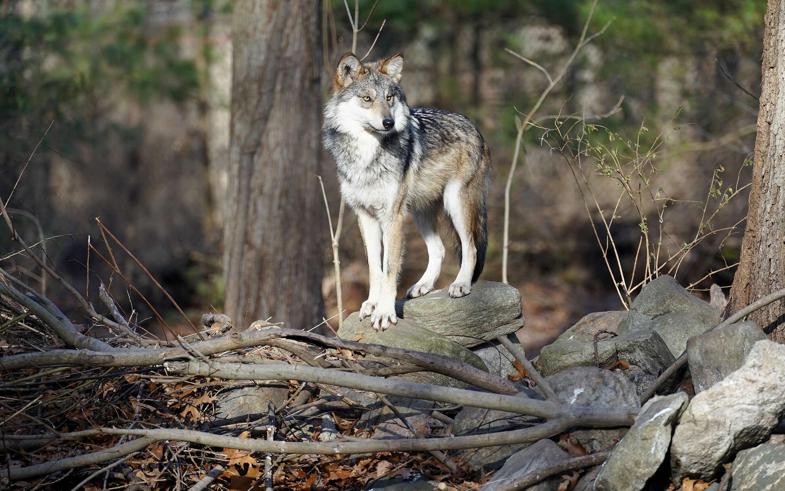 A captive female Mexican Wolf. 
Photo: Wolf Conservation Center