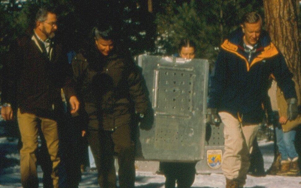 The first release of Mexican Wolves back to the wild in Apache National Forest, Arizona in 1998. From left to right: Dave Parsons, Jamie Clark, Director of the US Fish and Wildlife Service,  Trish Stevenson, a granddaughter of Aldo Leopold (famous writer and naturalist), and Bruce Babbitt, Secretary of the US Department of the Interior.
Photo: Arizona Game and Fish Department. 