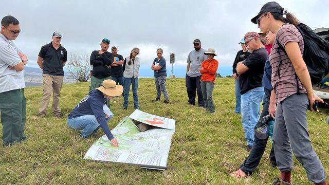 The Canary Cries of Hawaii