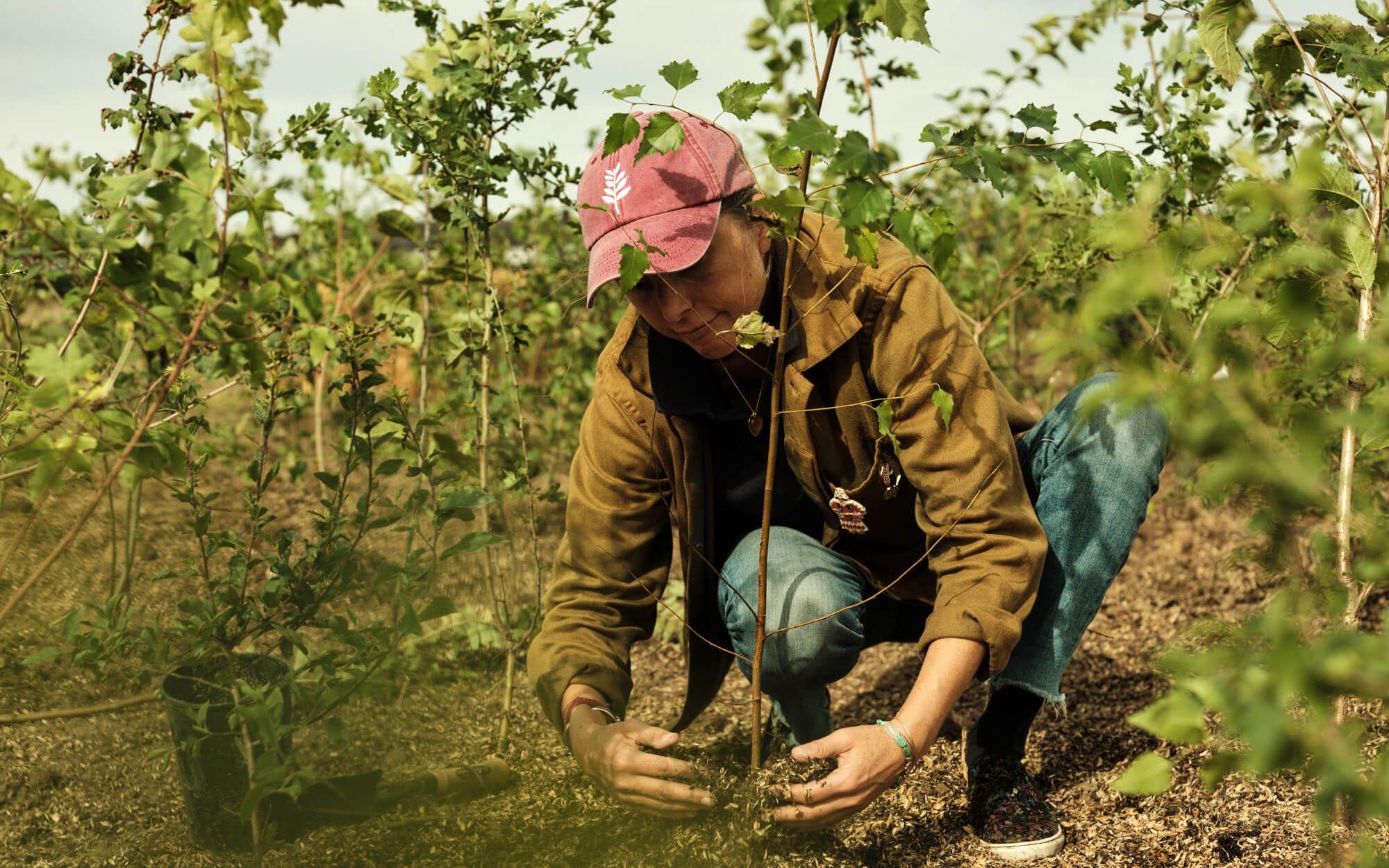 Weaving Pocket Forests into City Tapestries