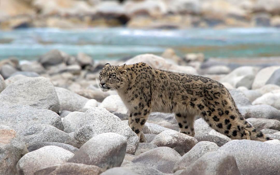 Ornaments of the Himalayan Mountains