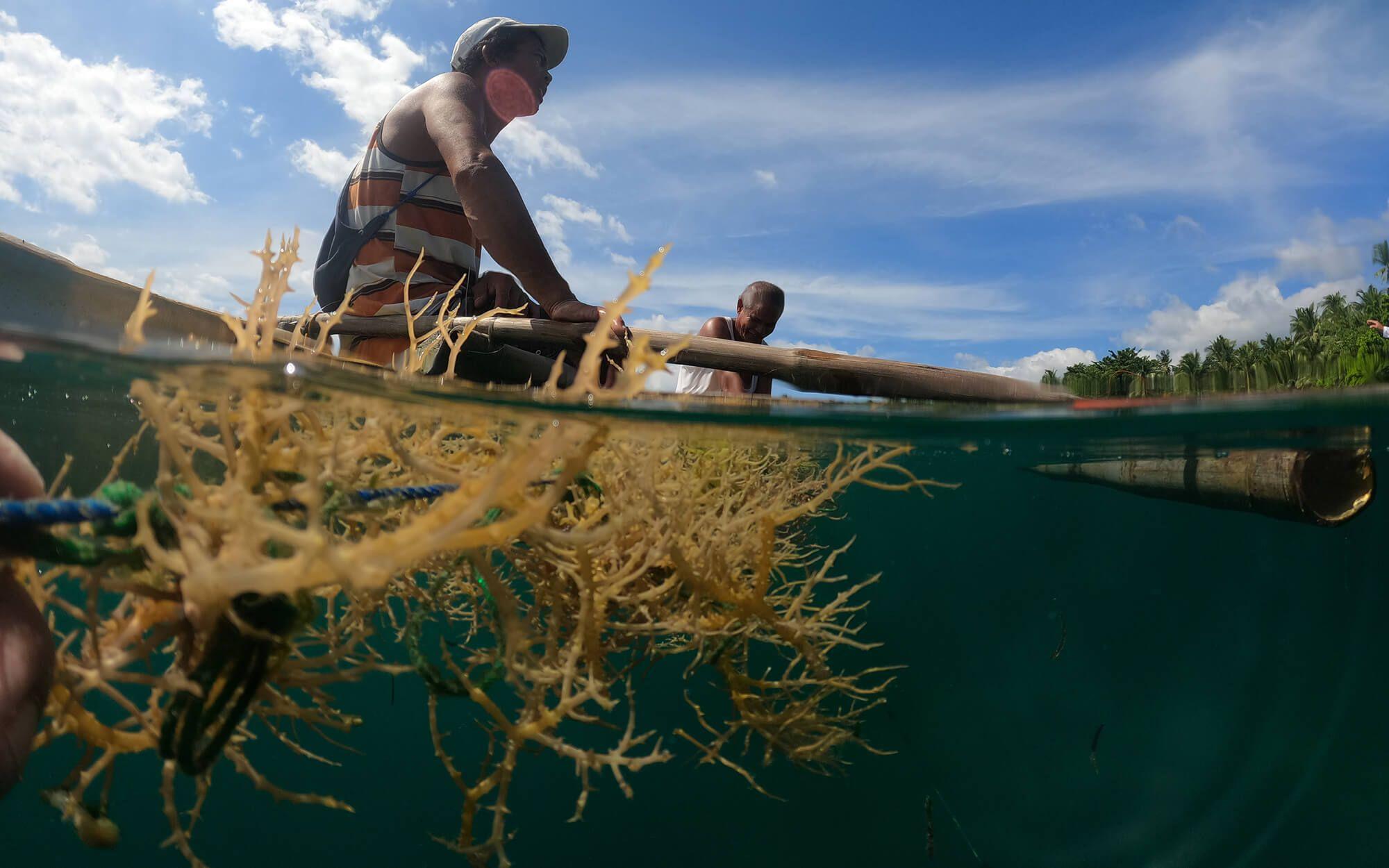 A Filipino fisherman helps to grow one of nature’s most regenerative plants – seaweed.
Photo: Coast 4C