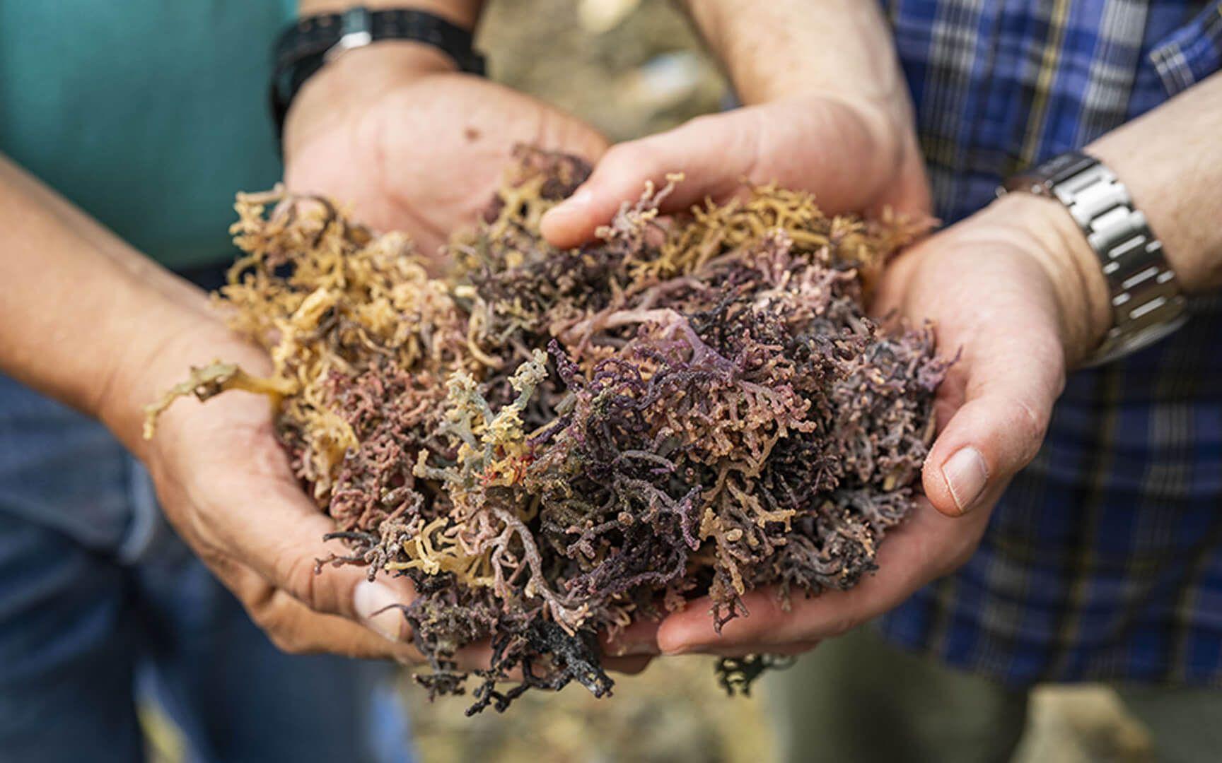 A Seaweed Revolution for Ocean Restoration