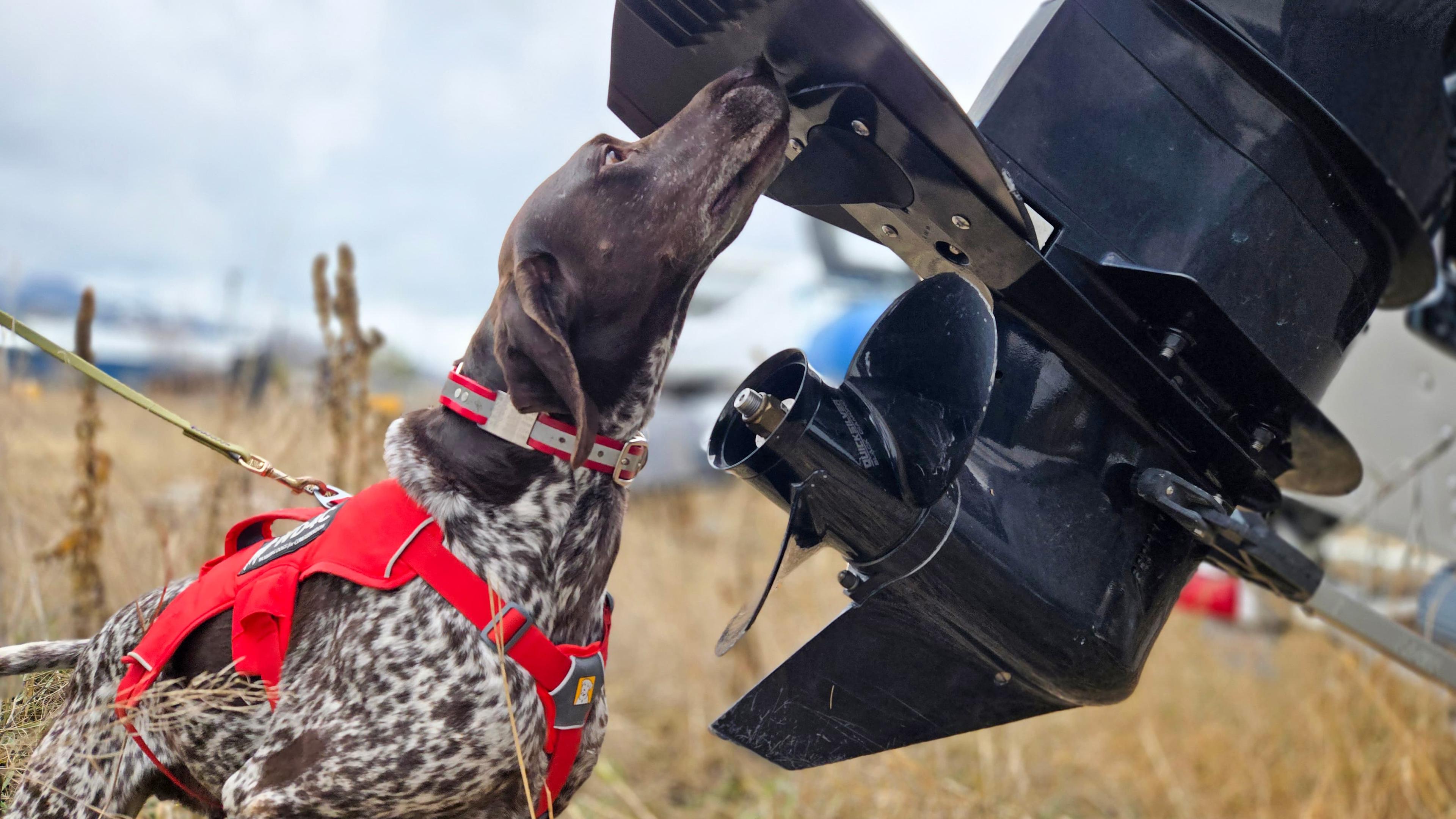 With 220 million scent receptors, dogs can detect a teaspoon of sugar in a million gallons of water. 
Photo: Working Dogs for Conservation