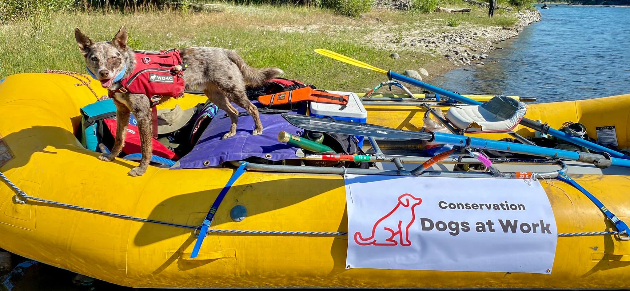 Four Paws for the Earth, One Nose for the Future