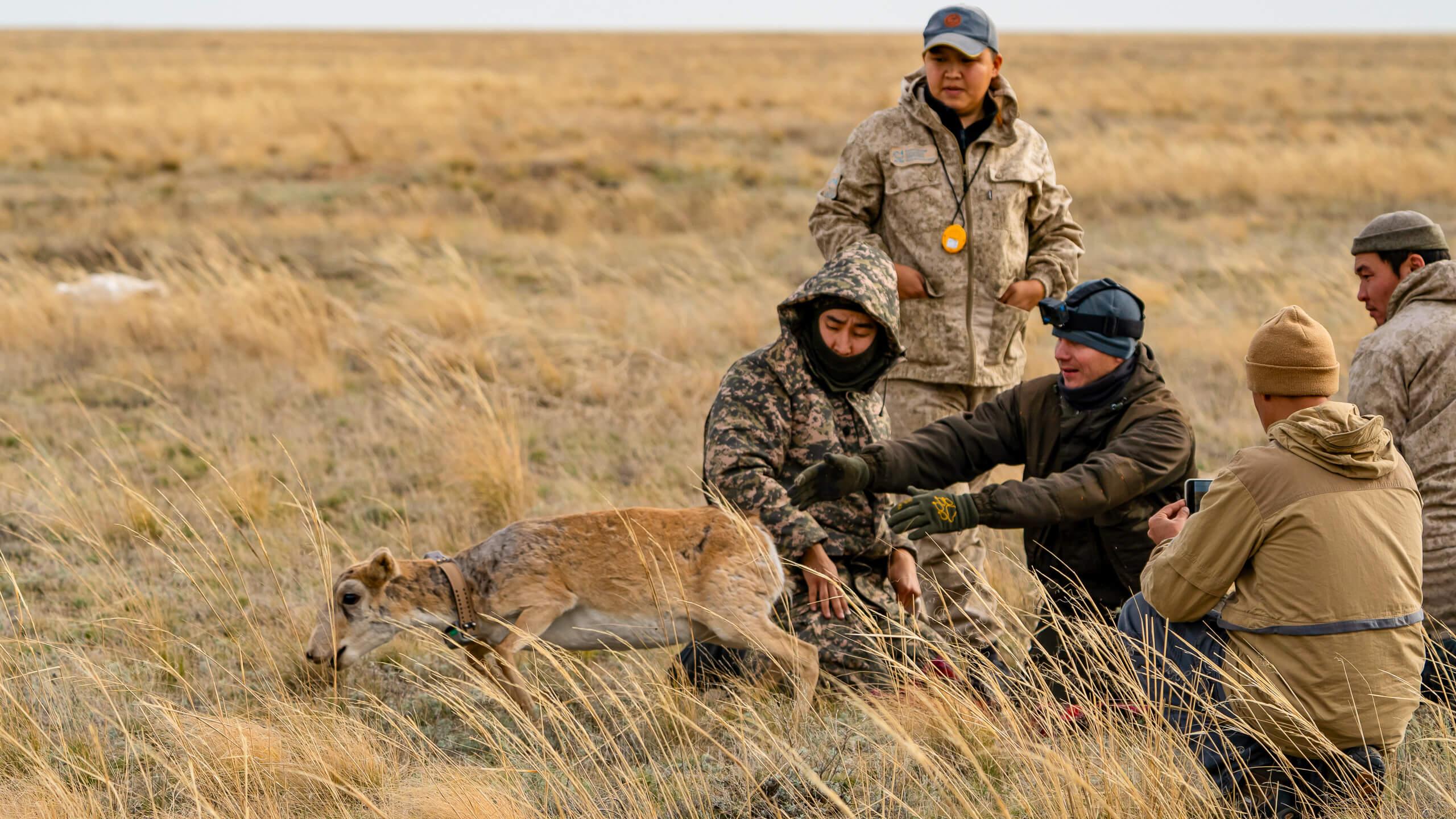 A saiga antelope receives a GPS collar. 
Photographer: Abduaziz Madyarov