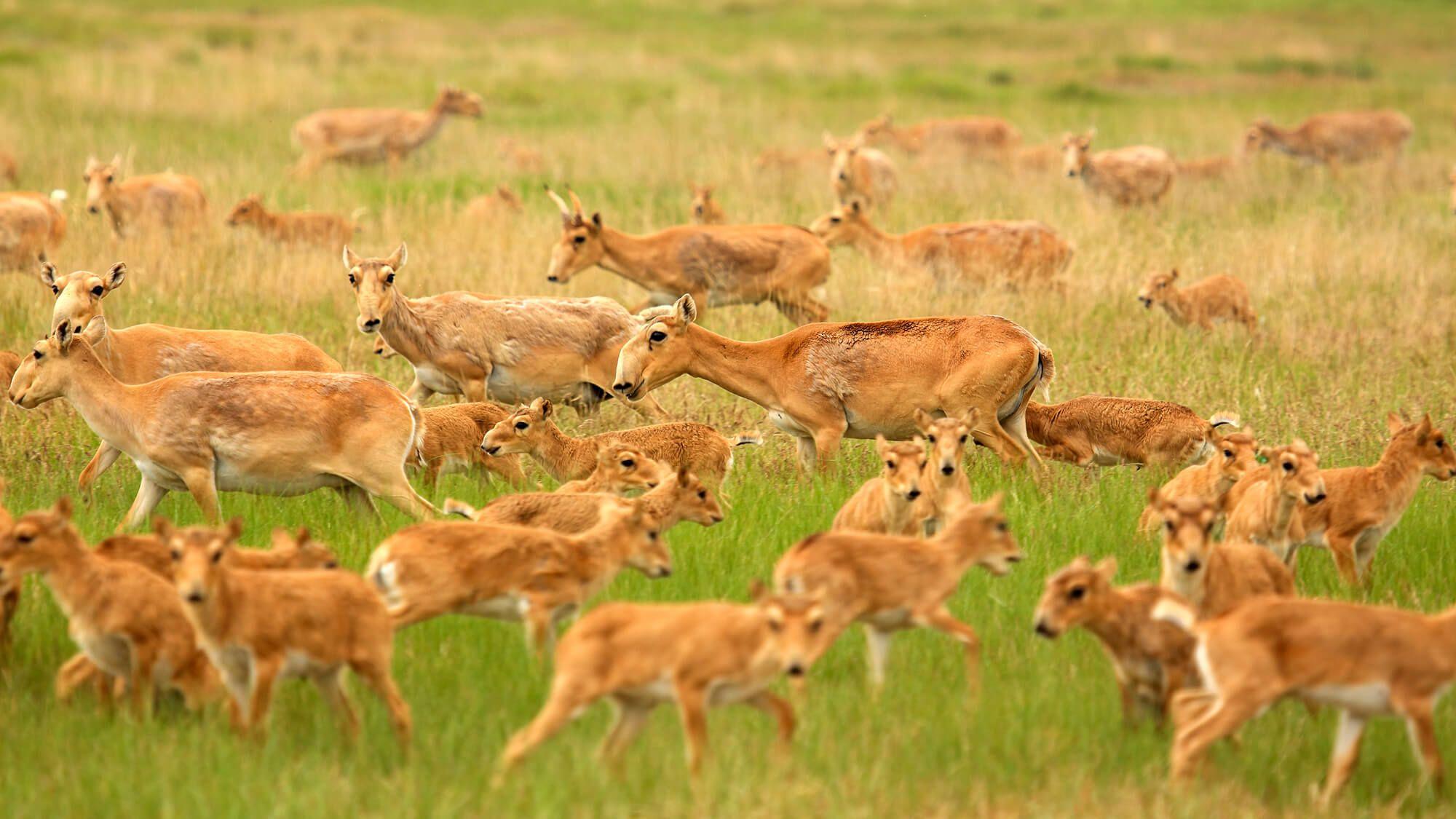 Saiga antelope herds after a successful calving season. 
Photographer: Albert Salemgareyev