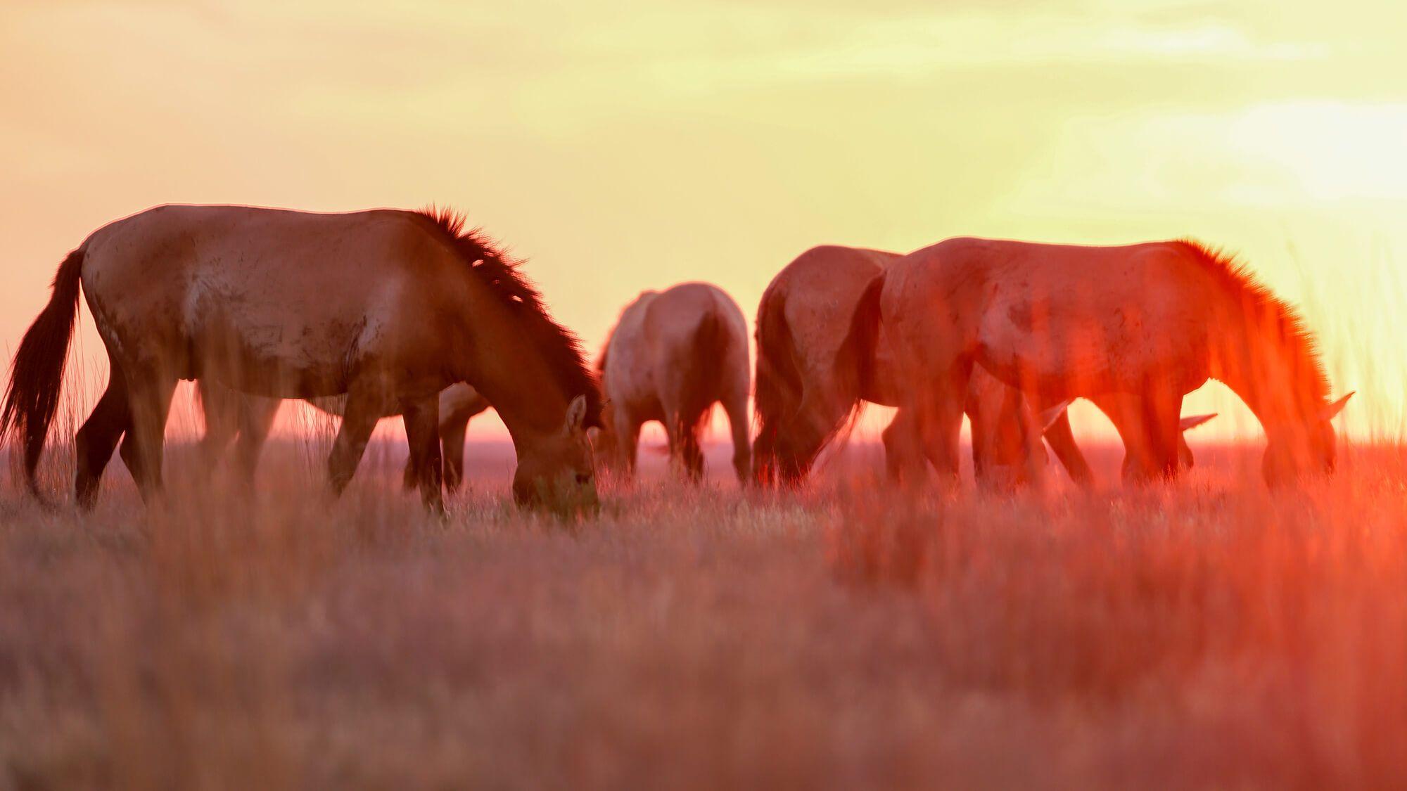 The Steppe’s saiga population has recovered to over 3.9 million individuals, a stunning turnaround from the brink of extinction.
Photographer: Daniyar Kaliyev