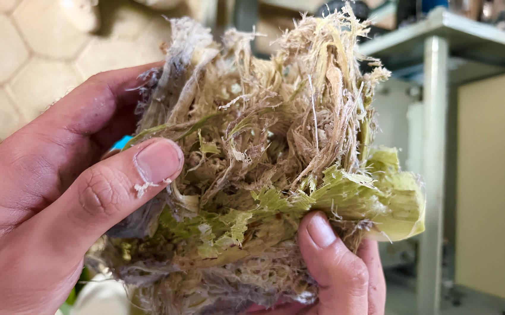 29Acacia aims to help save the fashion world with the power of the world’s most consumed fruit.
Photo: 29Acacia