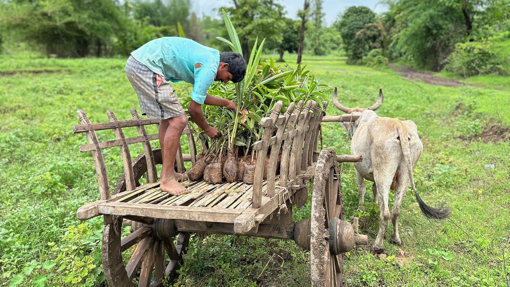 The Blooming Trees of Gujarat’s Forest Keepers