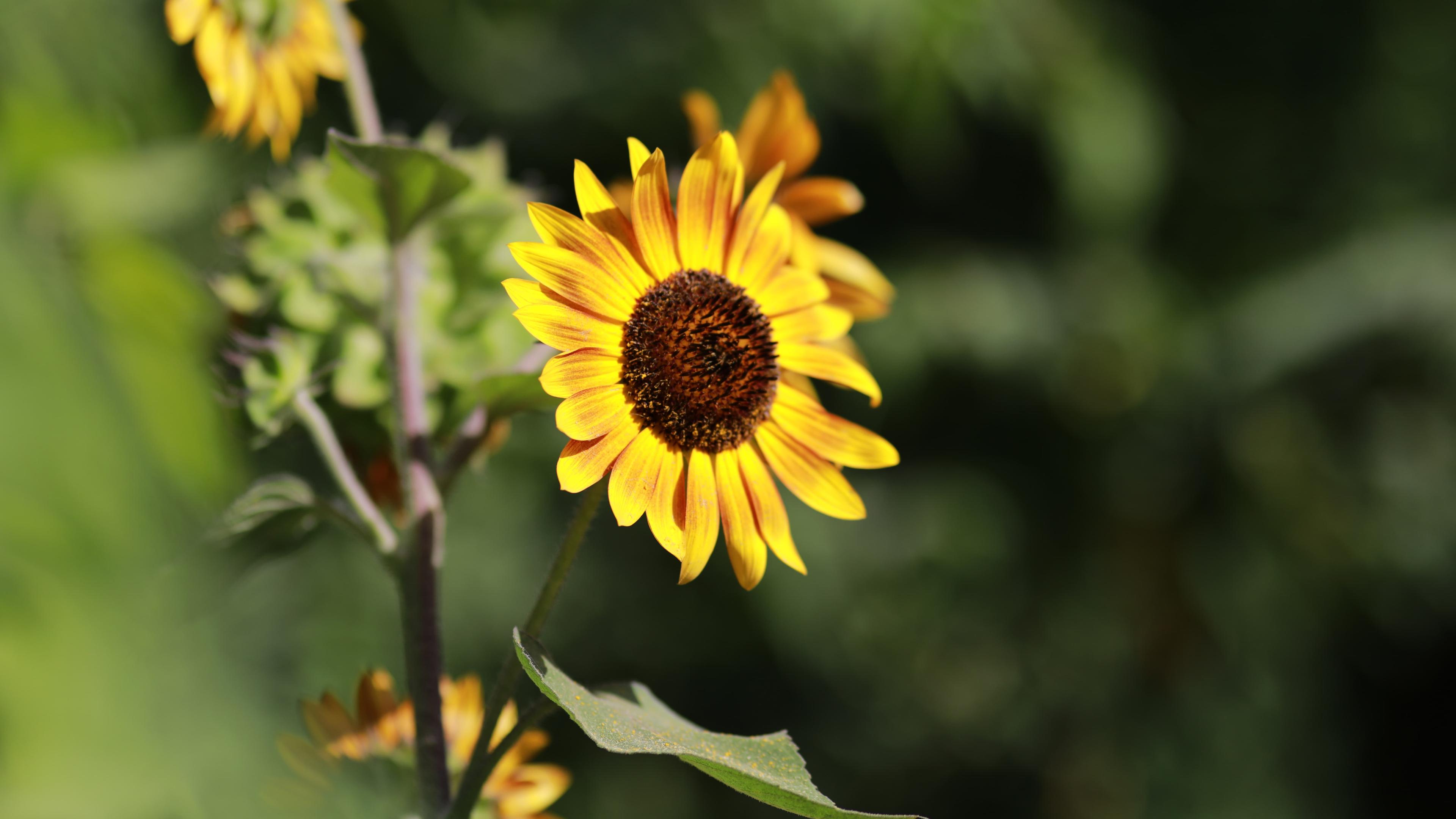 Rebuilding Our World, Rebuilding Our Mental Health