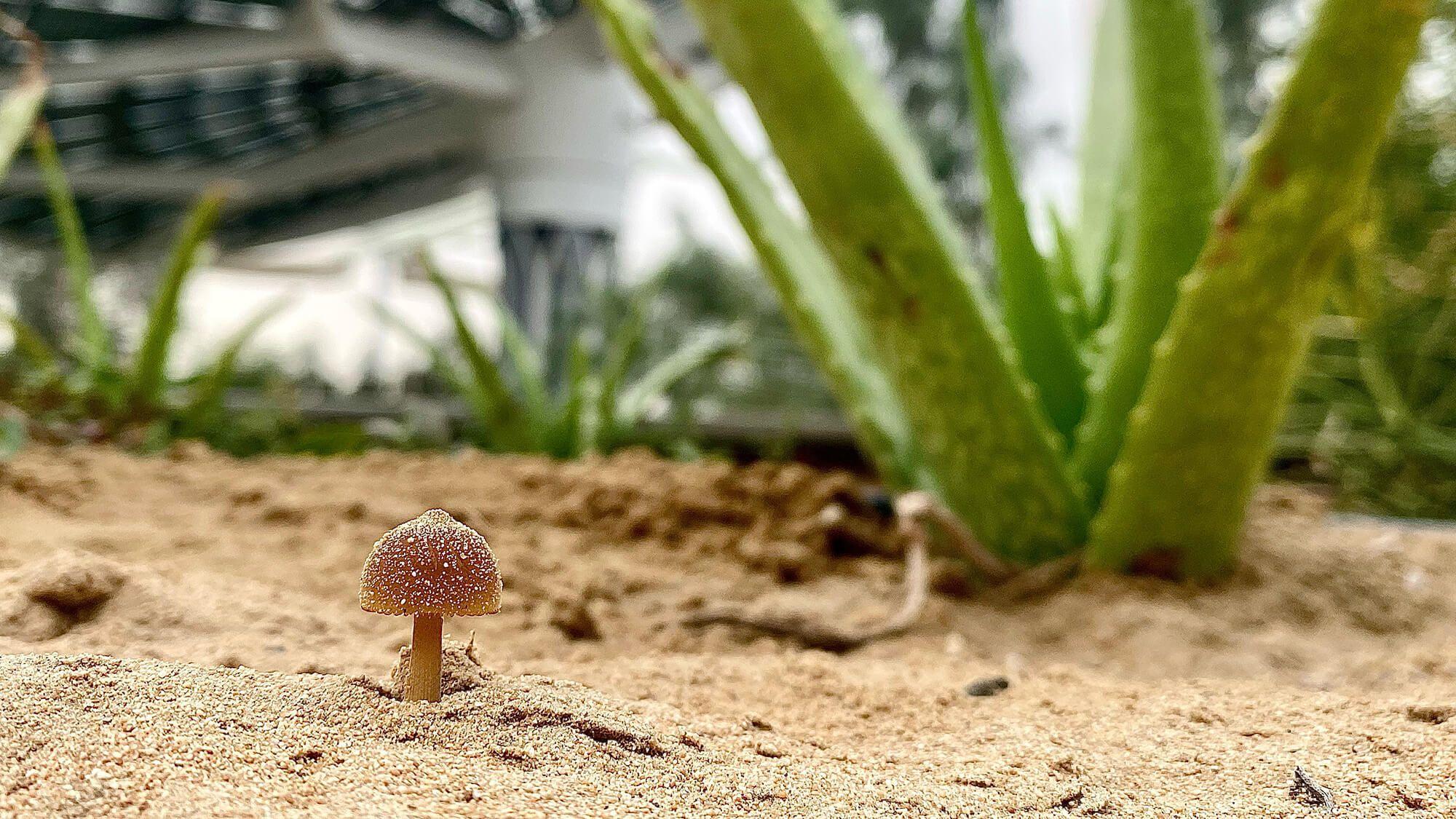 Preserving Nature, One Mycelial Network at a Time