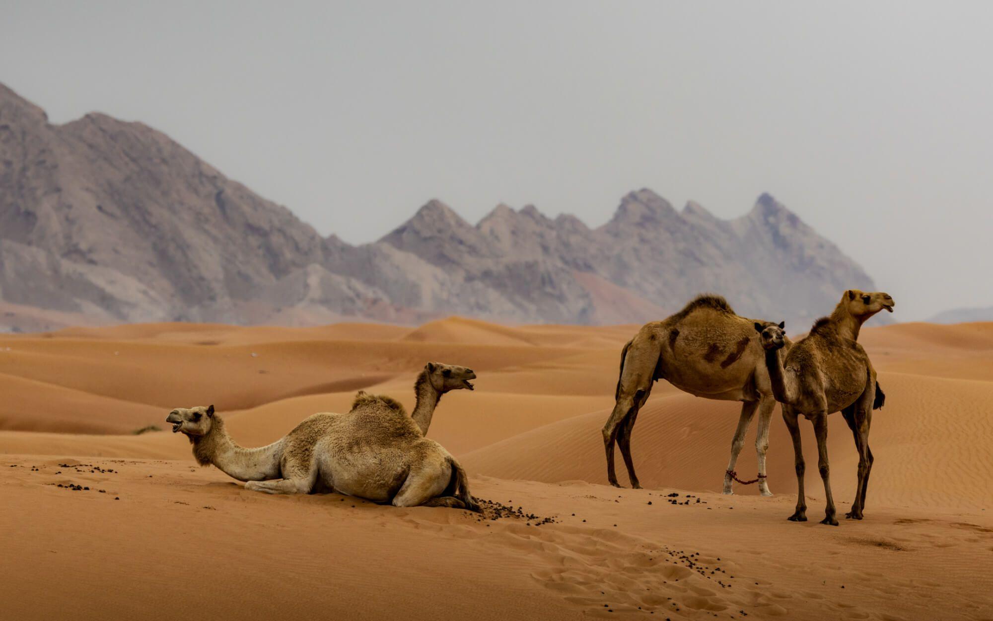 رفيق العربي في الماضي والناجي الوحيد من التغيير المناخي