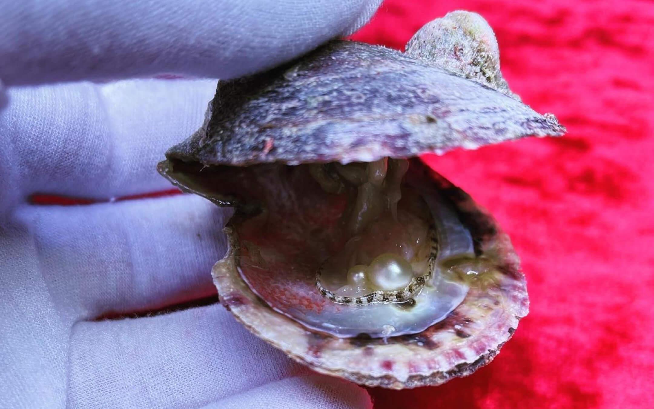 محارة قابعة في البحر بعد استخراجها واكتشاف تكوين اللؤلؤ بداخلها 
المصدر: محمد السادة