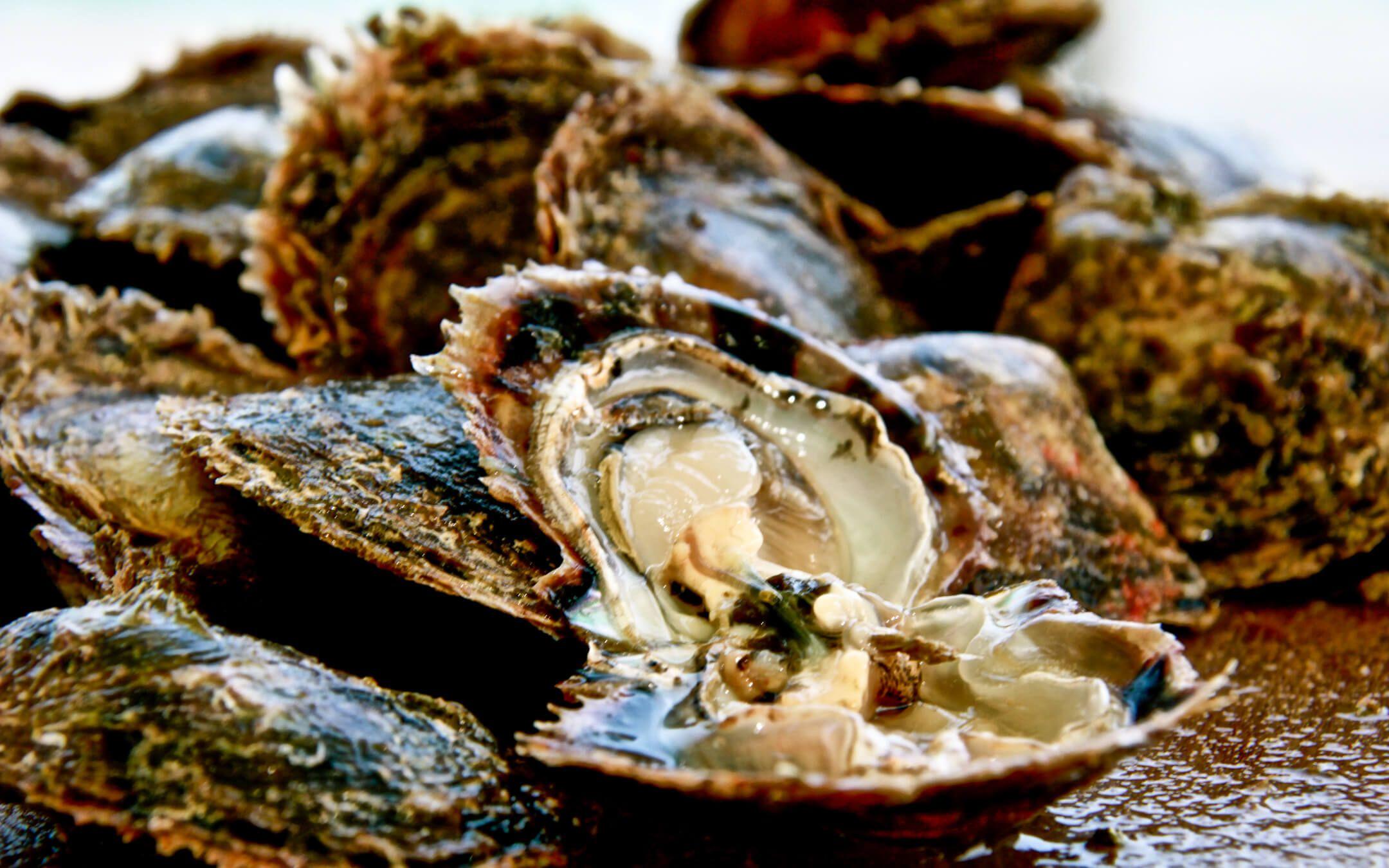  المحارة وهي بداخلها اللؤلؤ التي تكونت نتيجة دفاع مناعي عن نفسها 
المصدر: مركز لؤلؤ أبو ظبي