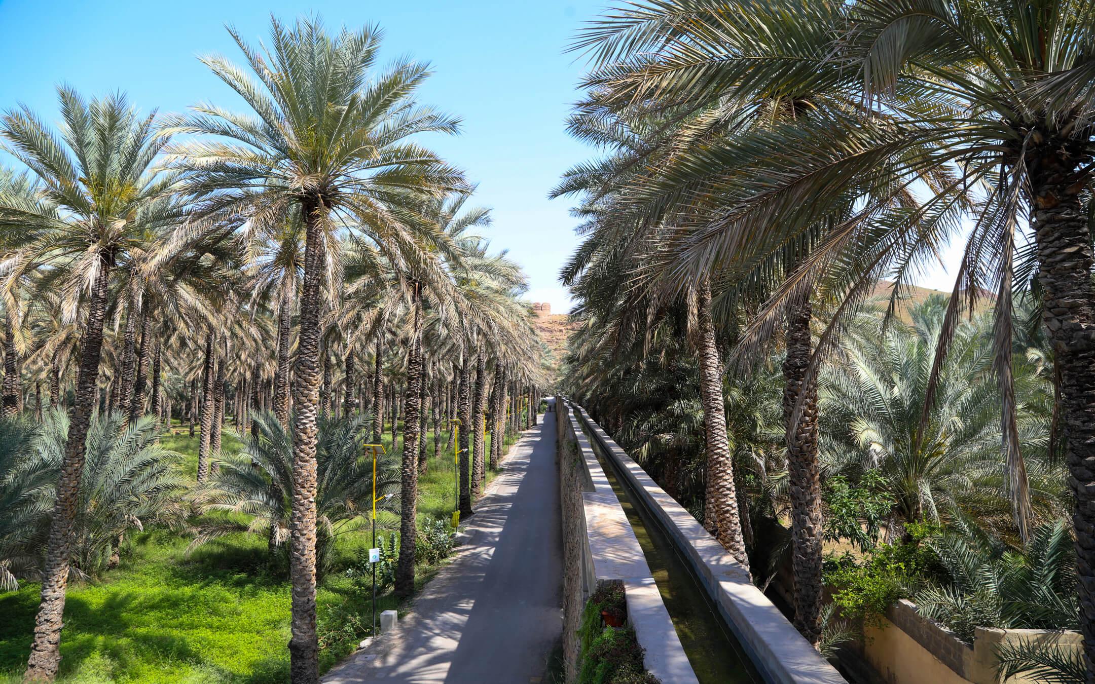 استخدام المياة المالحة لري نخل التمر احد الحلول الواعدة
المصدر: ذا كلايمت ترايب