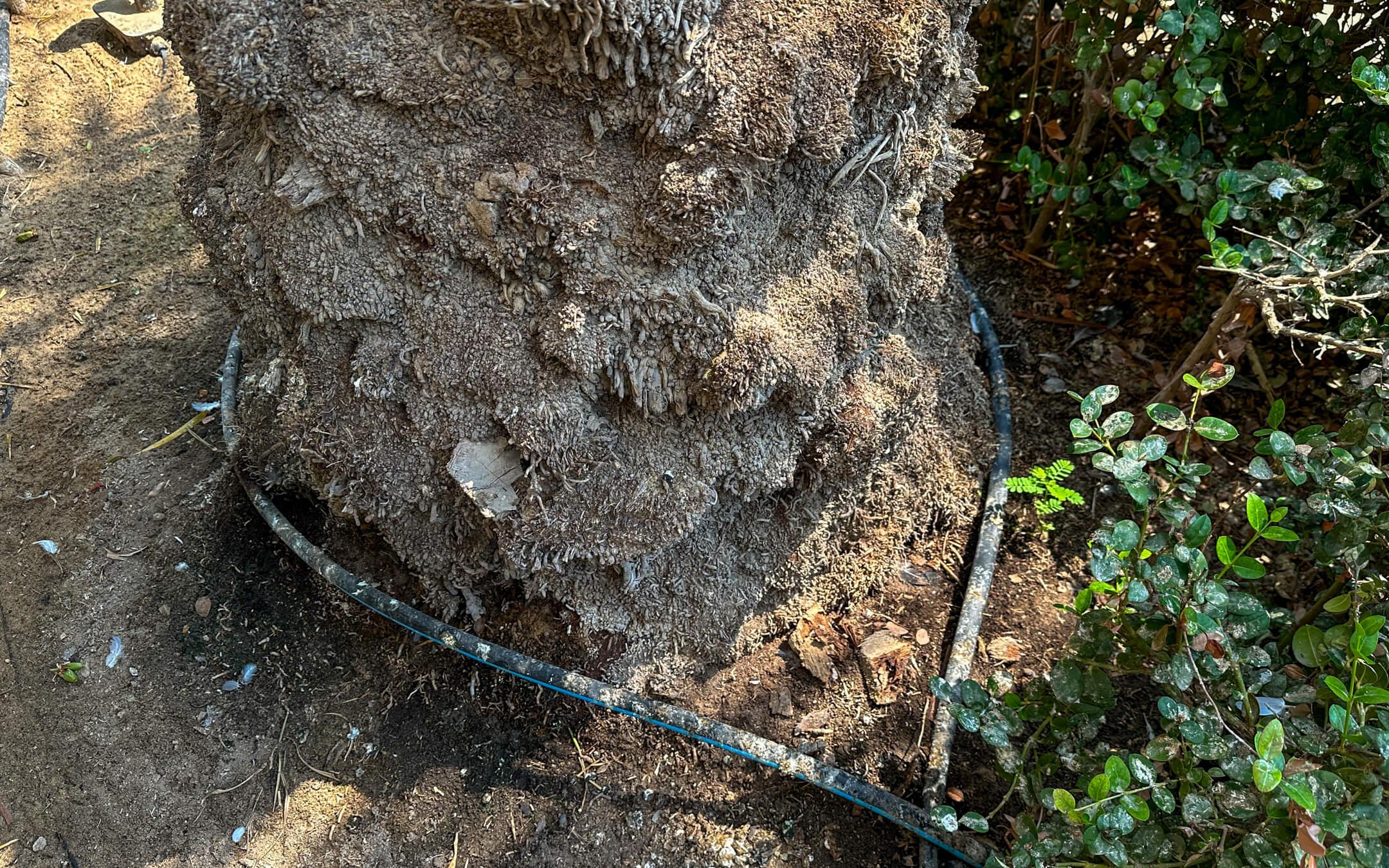 الري بالتنقيط يقلل التأثير السلبي للملوحة علي التربة
المصدر: ذا كلايمت ترايب