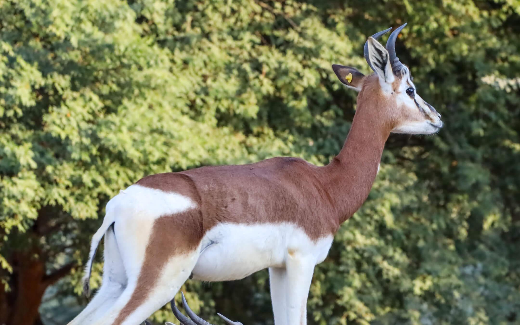 غزال الداما والذي يعرف أيضا بغزال المهر أو الأدرع وهو أحد أصناف الغزلان المهددة بالإنقراض
 تصوير حمد عبدالله الكلباني