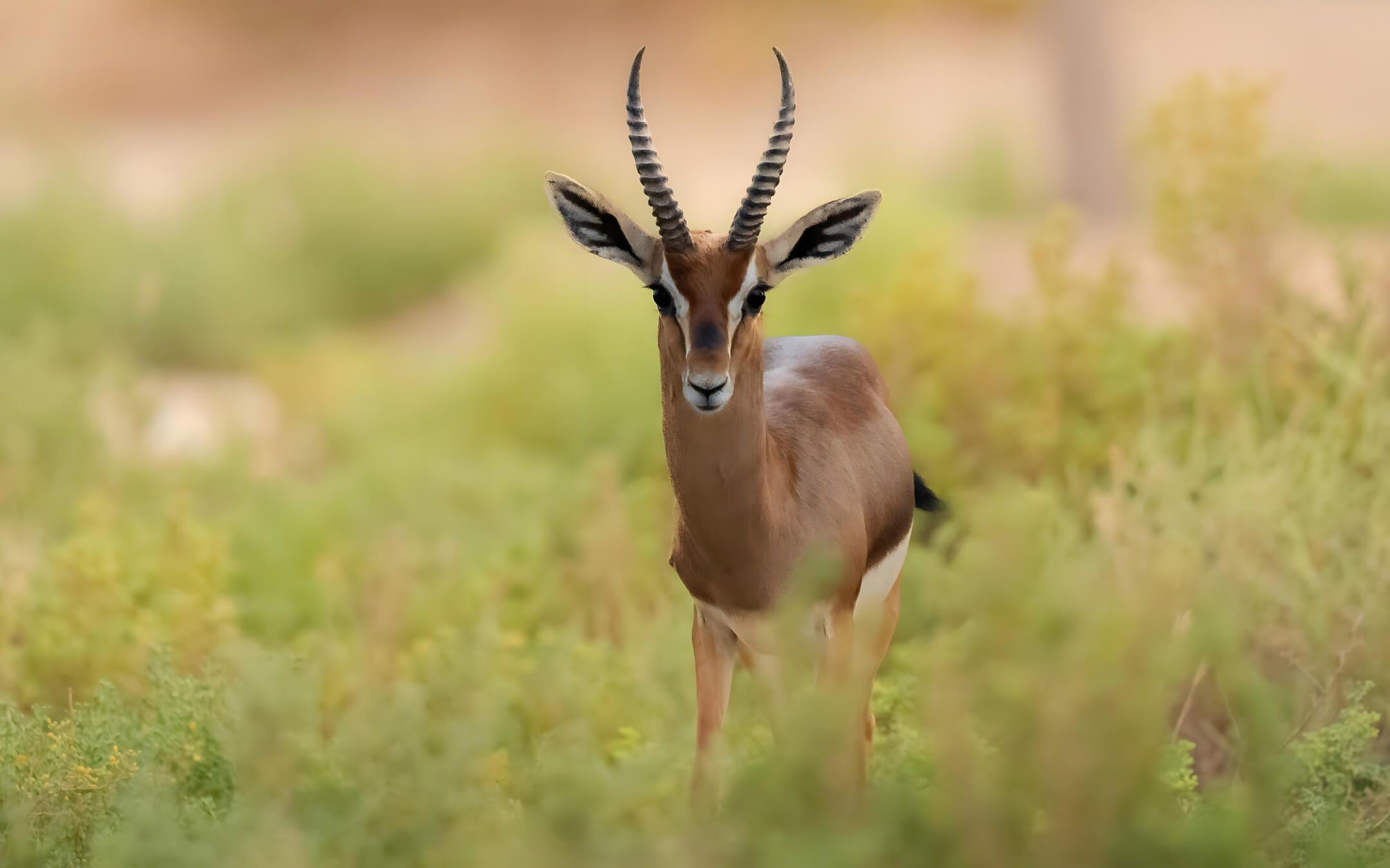 غزلان الداما: سباق مع الزمن لإنقاذها من الانقراض