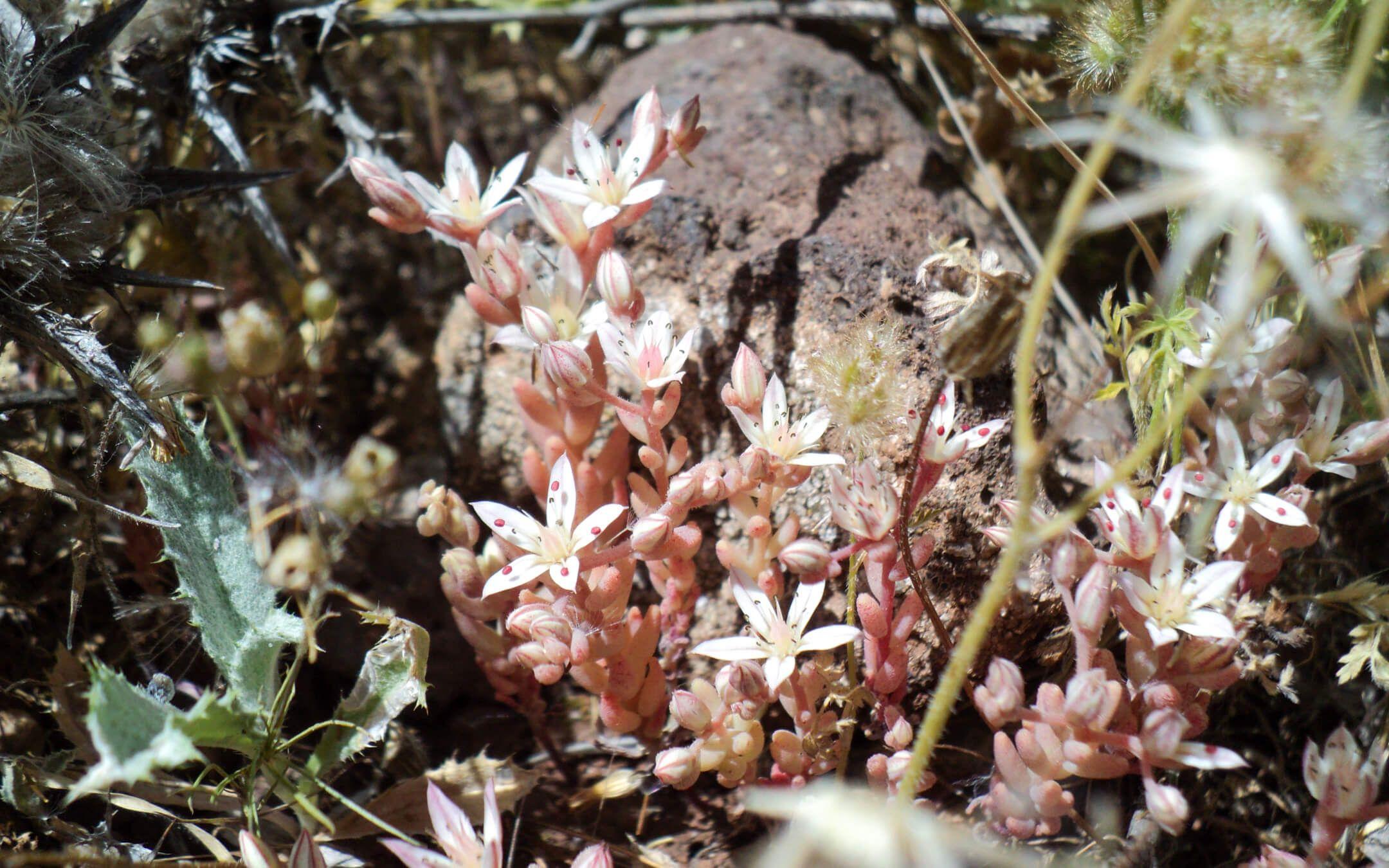 سدم الأحمر نبات عصاري ينمو بكثرة على الصخور
المصور: عمر الحلبي