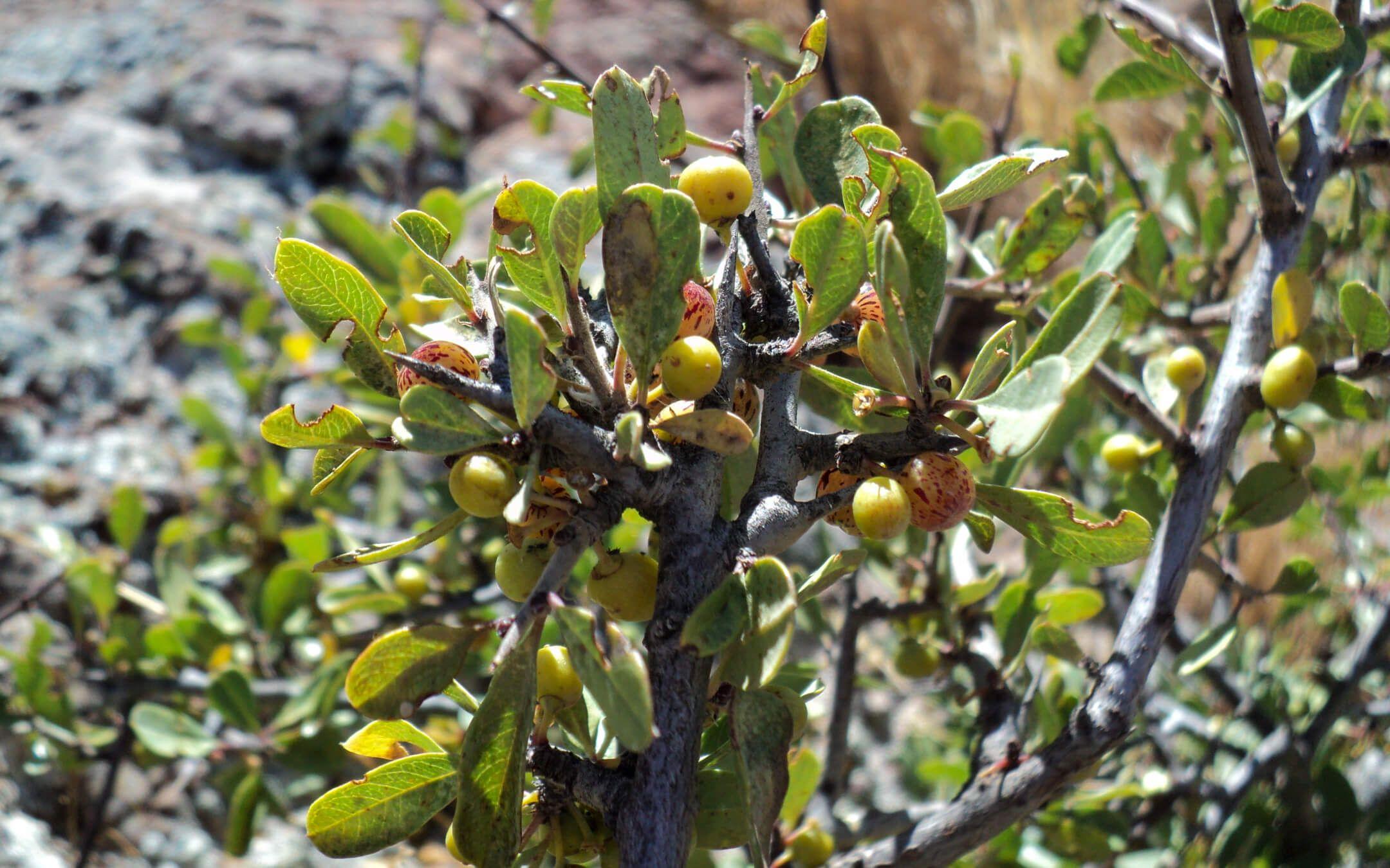 شجيرة السويد الفلسطيني نبات أصبح متدهور بشدة كان ينمو بشكل جيد بمحمية اللجاة لكن تعرضه للرعي الجائر والقطع أدى لتدهوره  ينتشر حالياً بشكل متفرق بمنطقة ظهر الجبل
المصور: عمر الحلبي