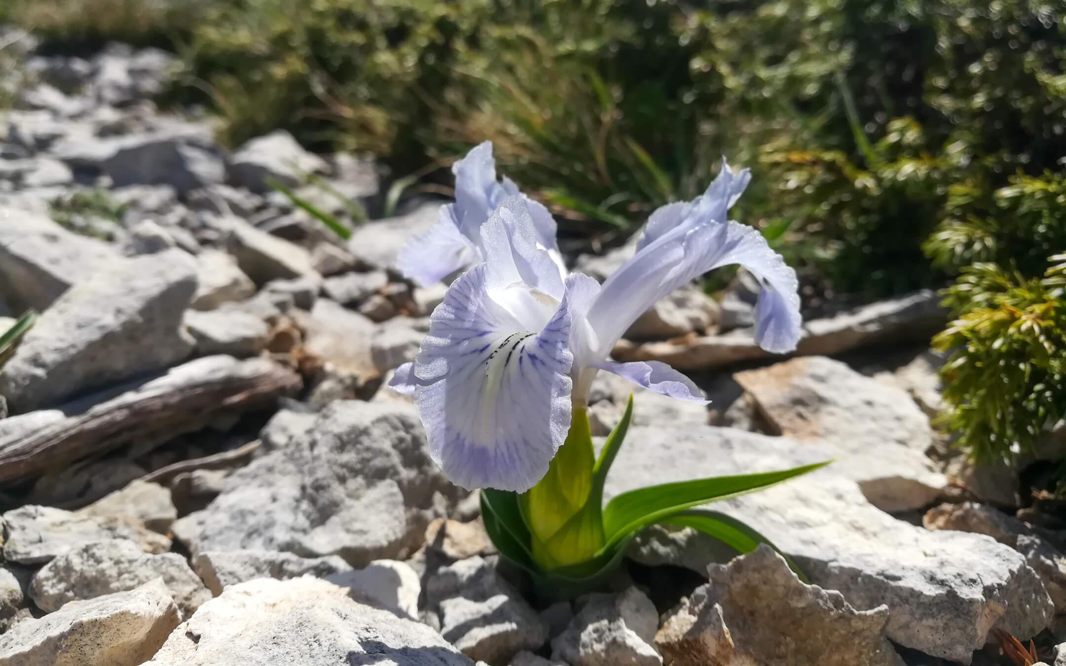 سن النصيري .. نبات نادر جداً مهدد بخطر الانقراض الأقصى حسب نباتات القائمة الحمراء نبات واطن في سوريا وفي جبال اللاذقية قمة جبل نبي متى وصلنفة والشطحة
المصور: عمر الحلبي