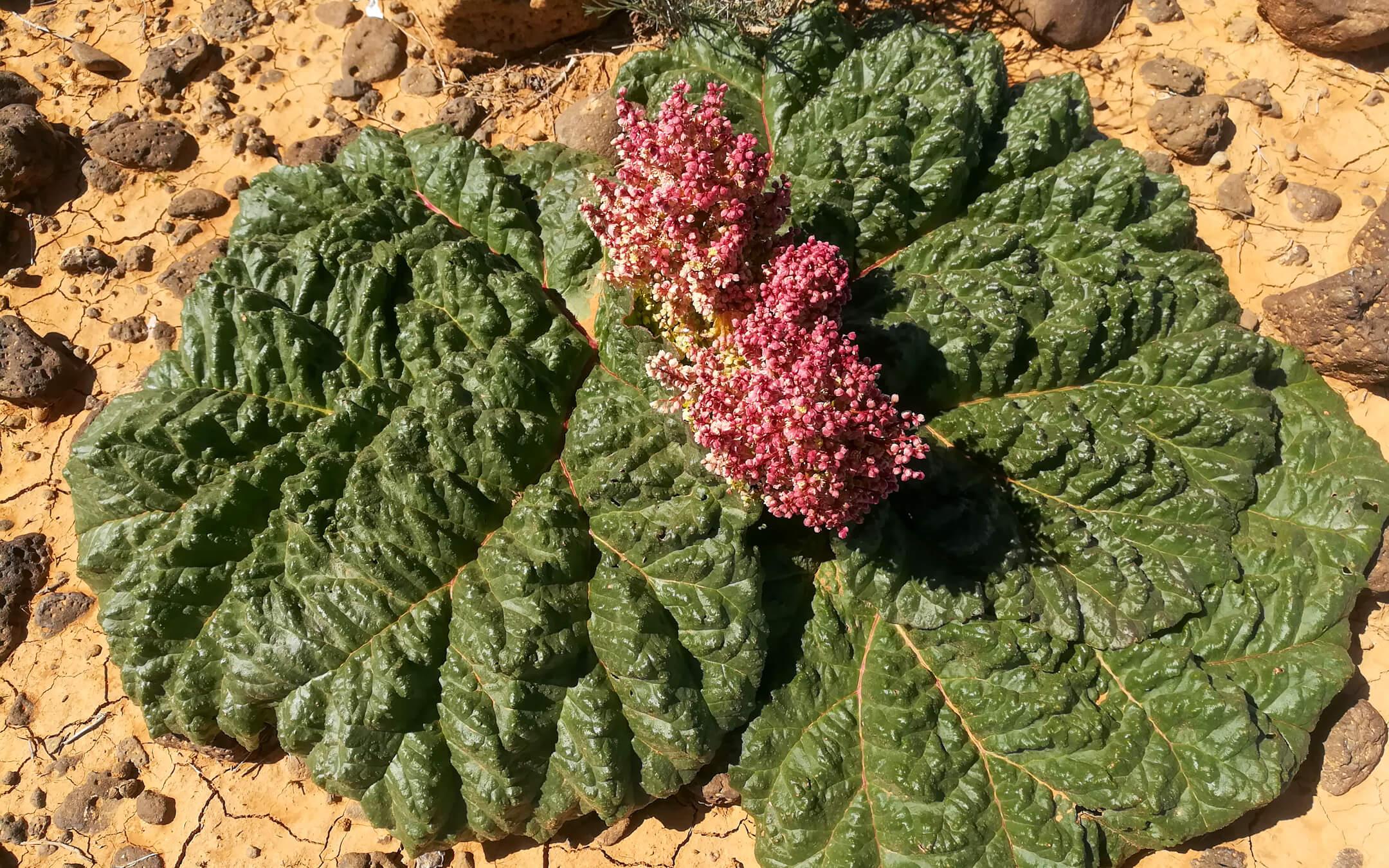 ماذا تعرفون عن النباتات السورية؟ باحثون يقدمون أجوبة مثيرة