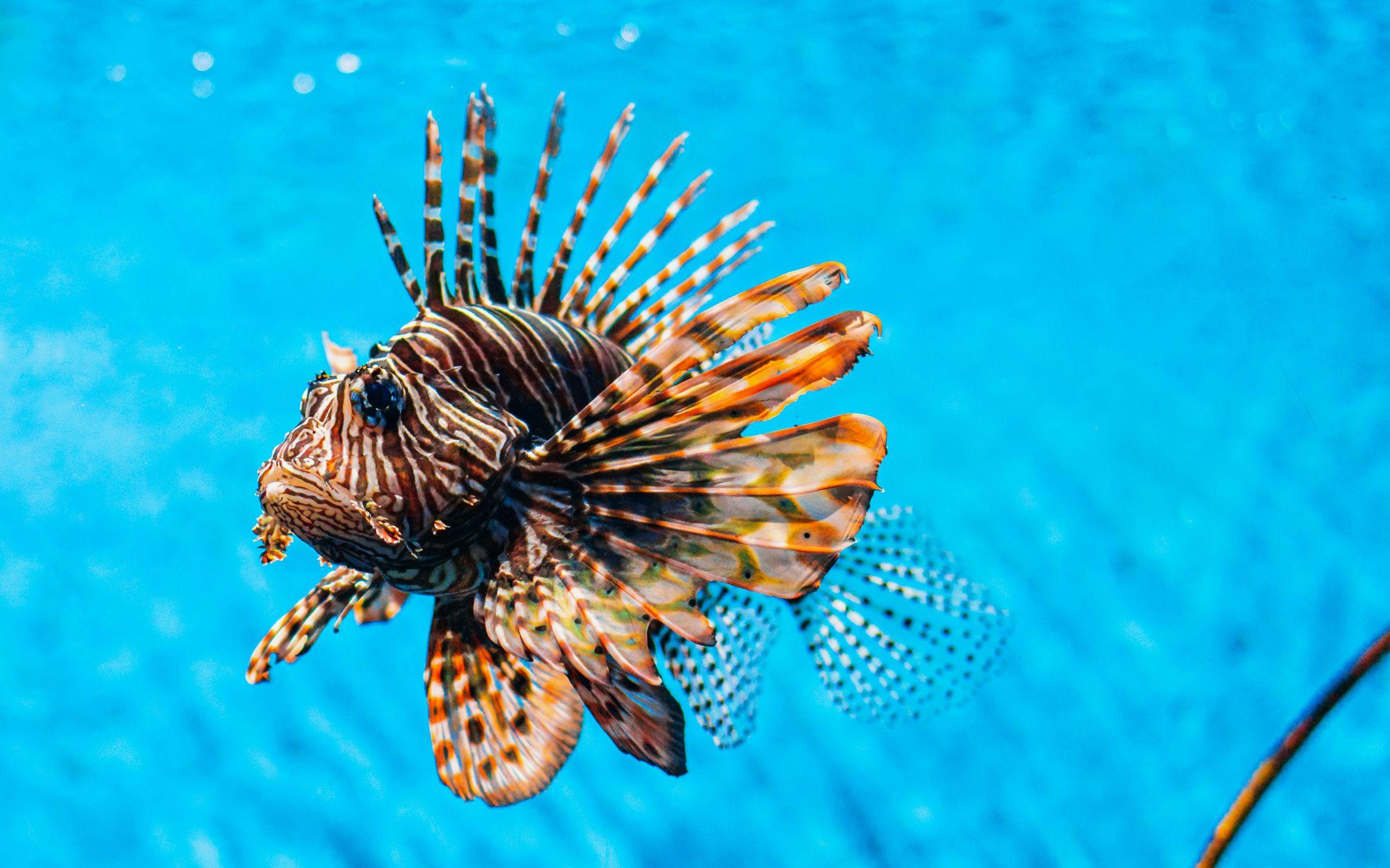 سمكة الأسد السامة التي ظهرت بالساحل الشمالي، تشير هذه الحوادث إلى تأثير التغيرات البيئية وتلوث المحيطات على الكائنات البحرية، مما يستدعي جهودًا حثيثة للحفاظ على هذه الكائنات المهددة بالانقراض وحمايتها من المخاطر المتزايدة
المصدر: ذا كلايمت ترايب