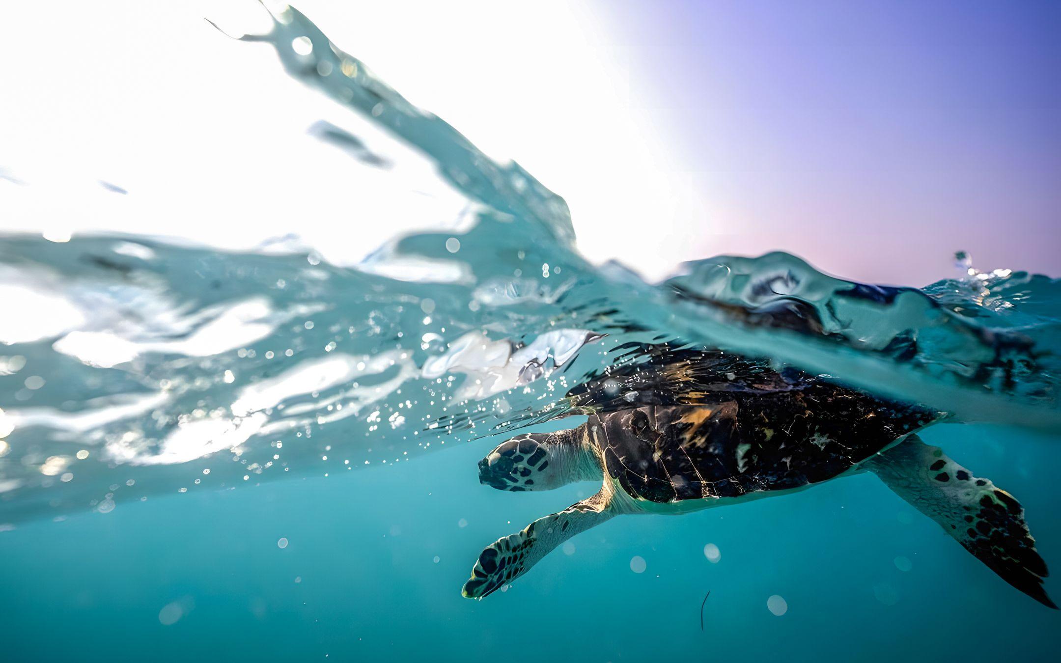 سلحفاة منقار الصقر هي نوع من السلاحف البحرية المهددة بالإنقراض وهي من أكبر أنواع السلاحف البحرية حجمًا 
 تصوير: عبد الله الحتاوي