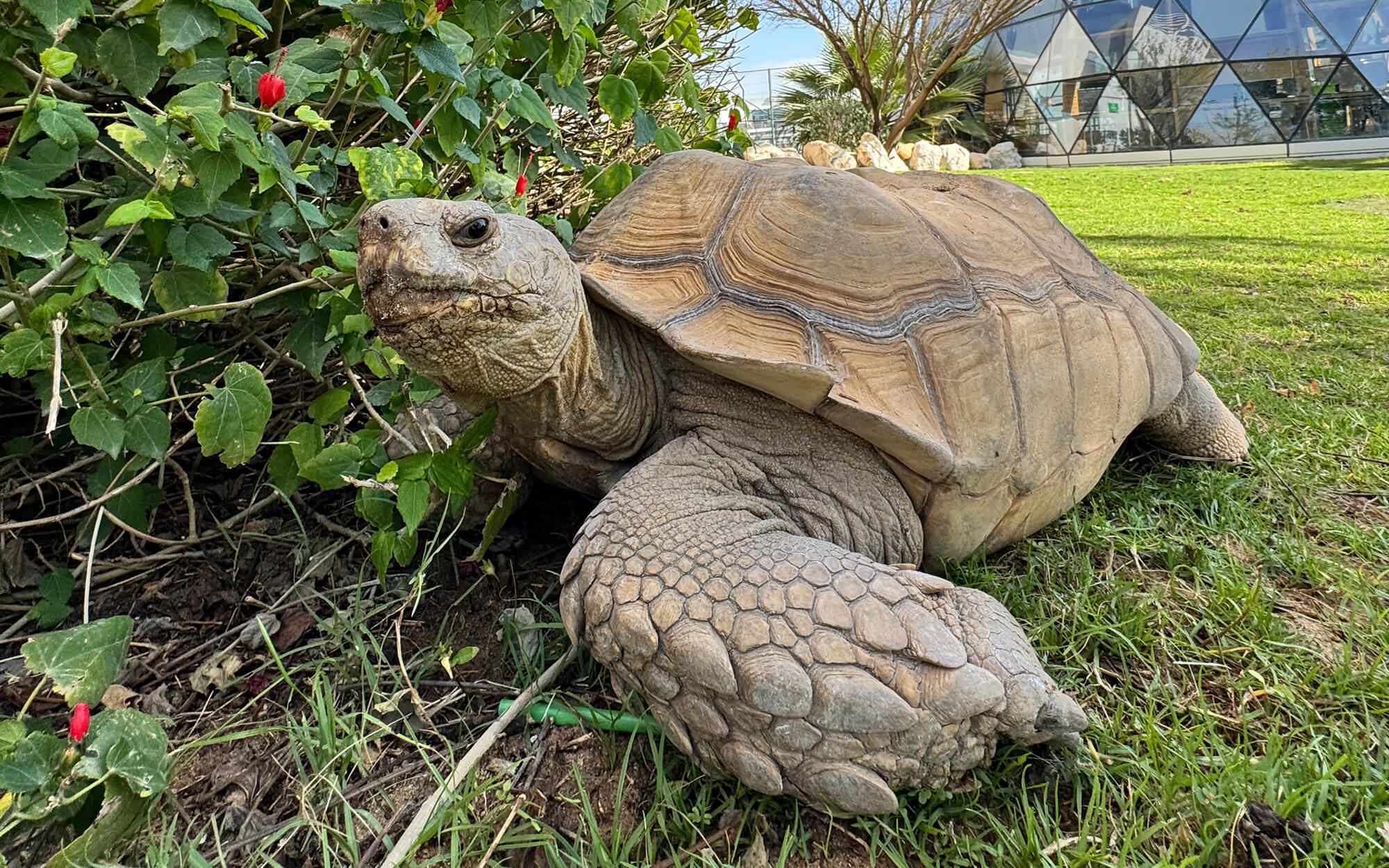 Darwin, an African tortoise, was found abandoned on a roadside; now he wanders the gardens. As an official faculty member, he teaches younger learners about animal care and conservation through hands-on interaction.
Photo: The Arbor School
