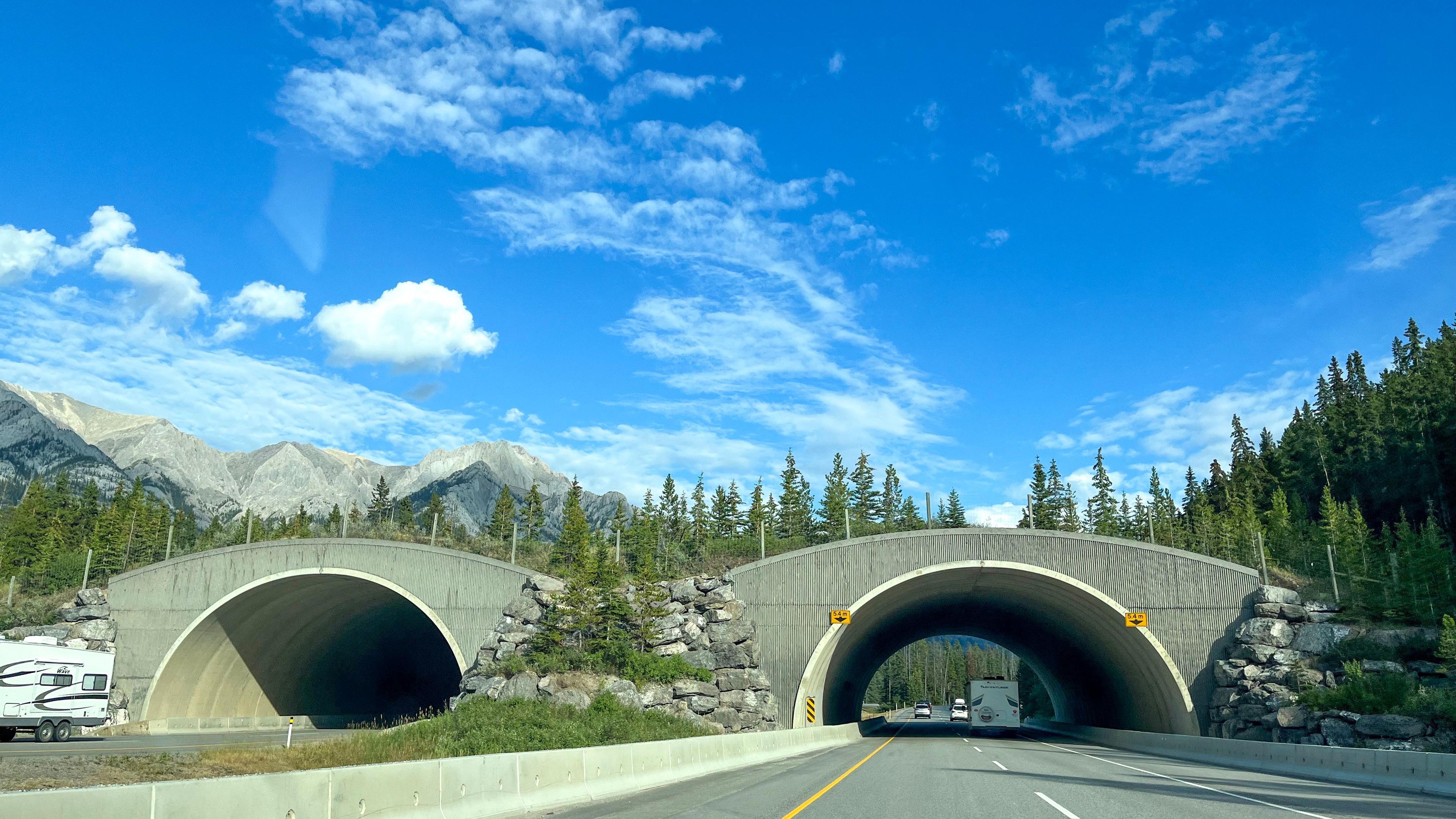 Trans-Canada Highway, Banff NP. Credit: CLLC/Gabe Oppler