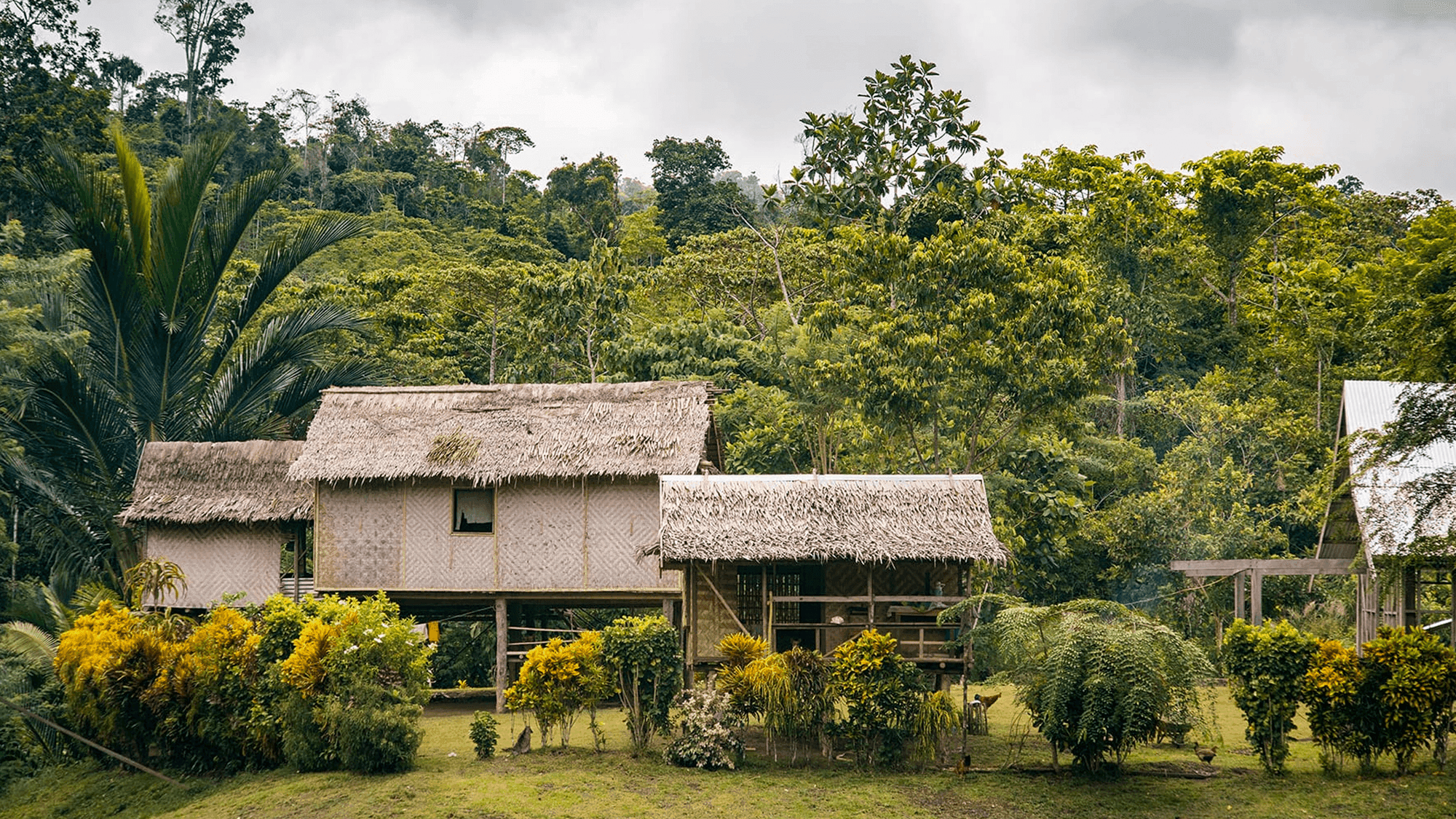 Working across the Amazon, Congo Basin, and New Guinea rainforest biomes, Cool Earth now protects nearly 2 million hectares and works alongside over 100,000 people.
Photo: Cool Earth