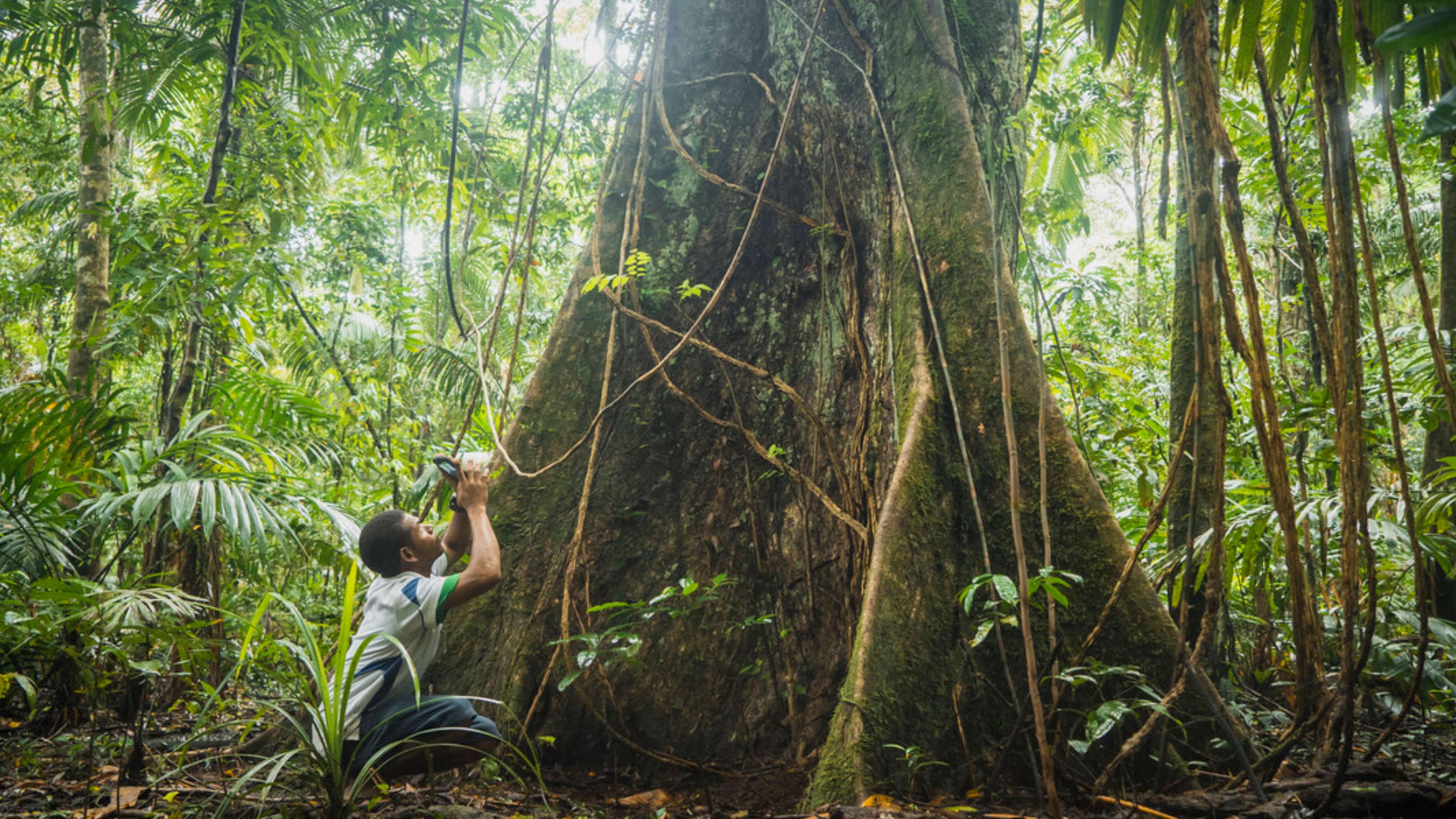 Cool Earth, a UK charity, partners with those already protecting the rainforest and fighting the climate crisis. 
Photo: Cool Earth