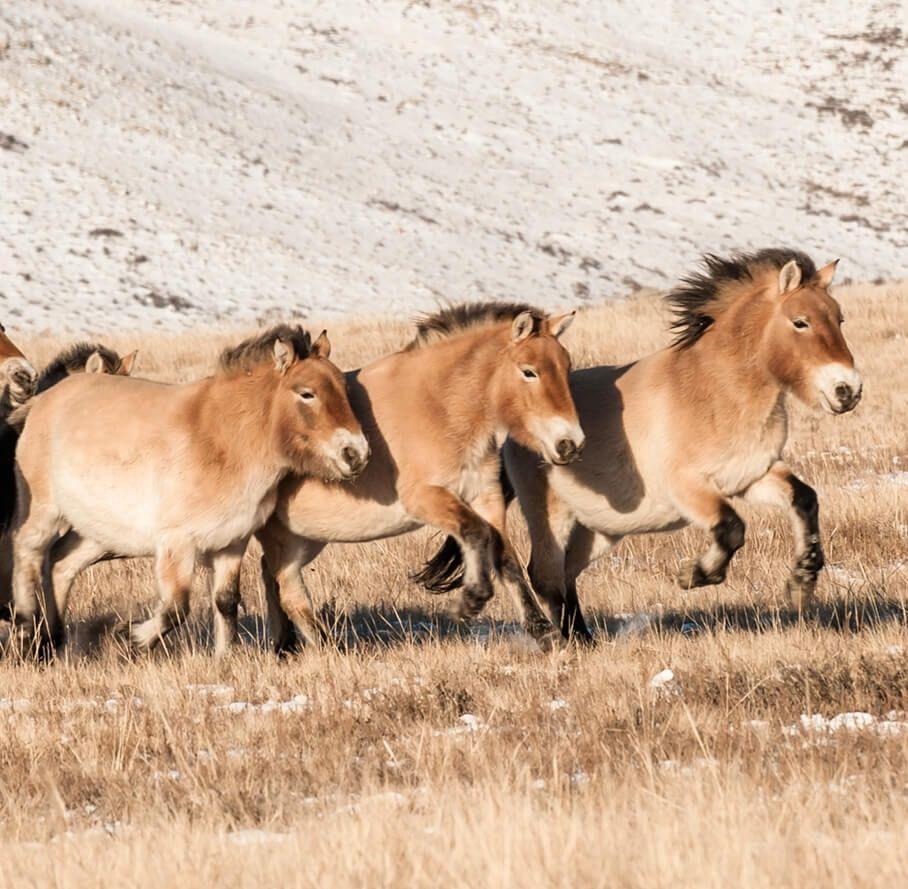 The Last Wild Horses